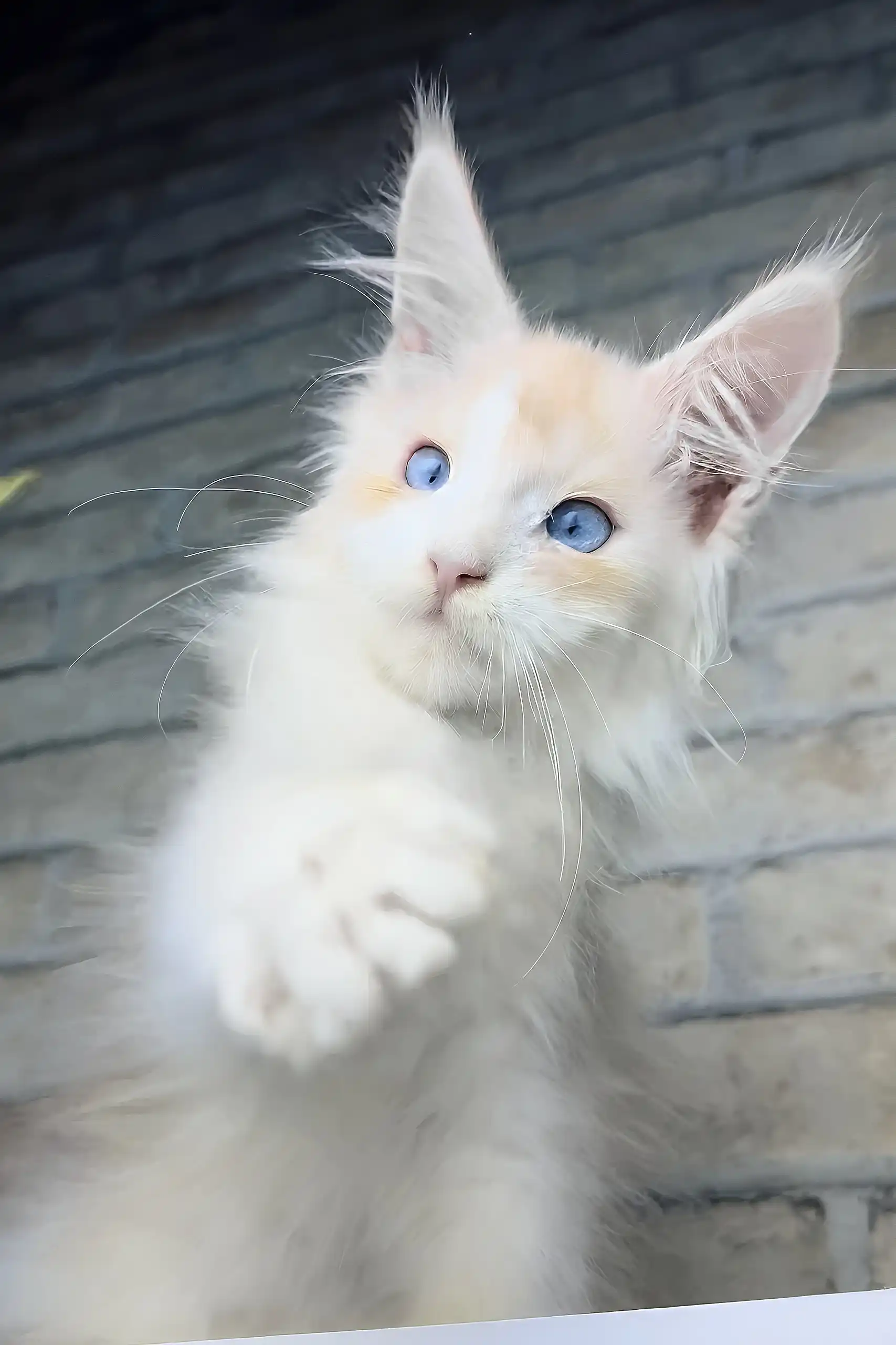 Cleo | Maine Coon Kitten - Image 3