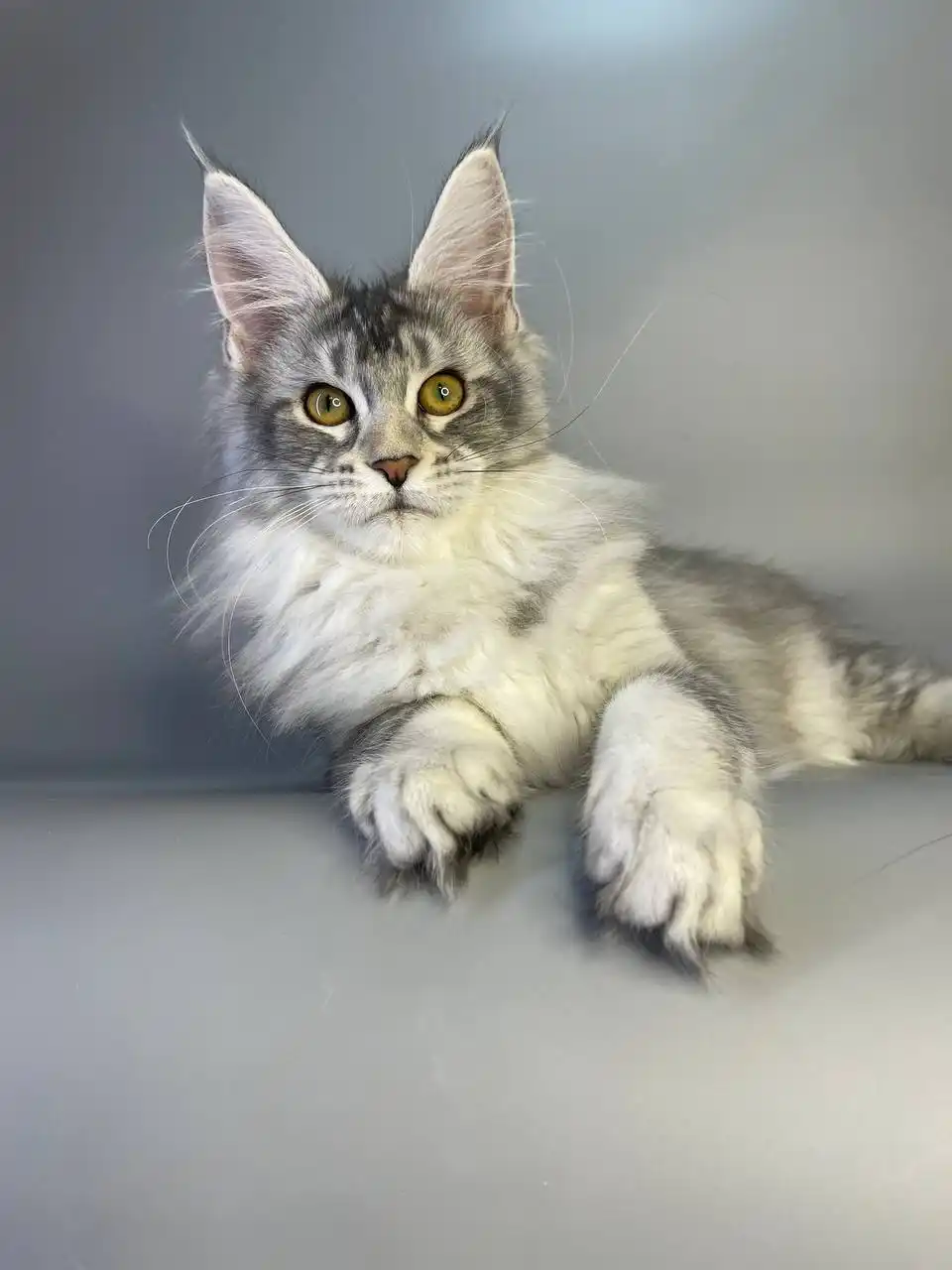 Cleopatra | Maine Coon Kitten - Image 14