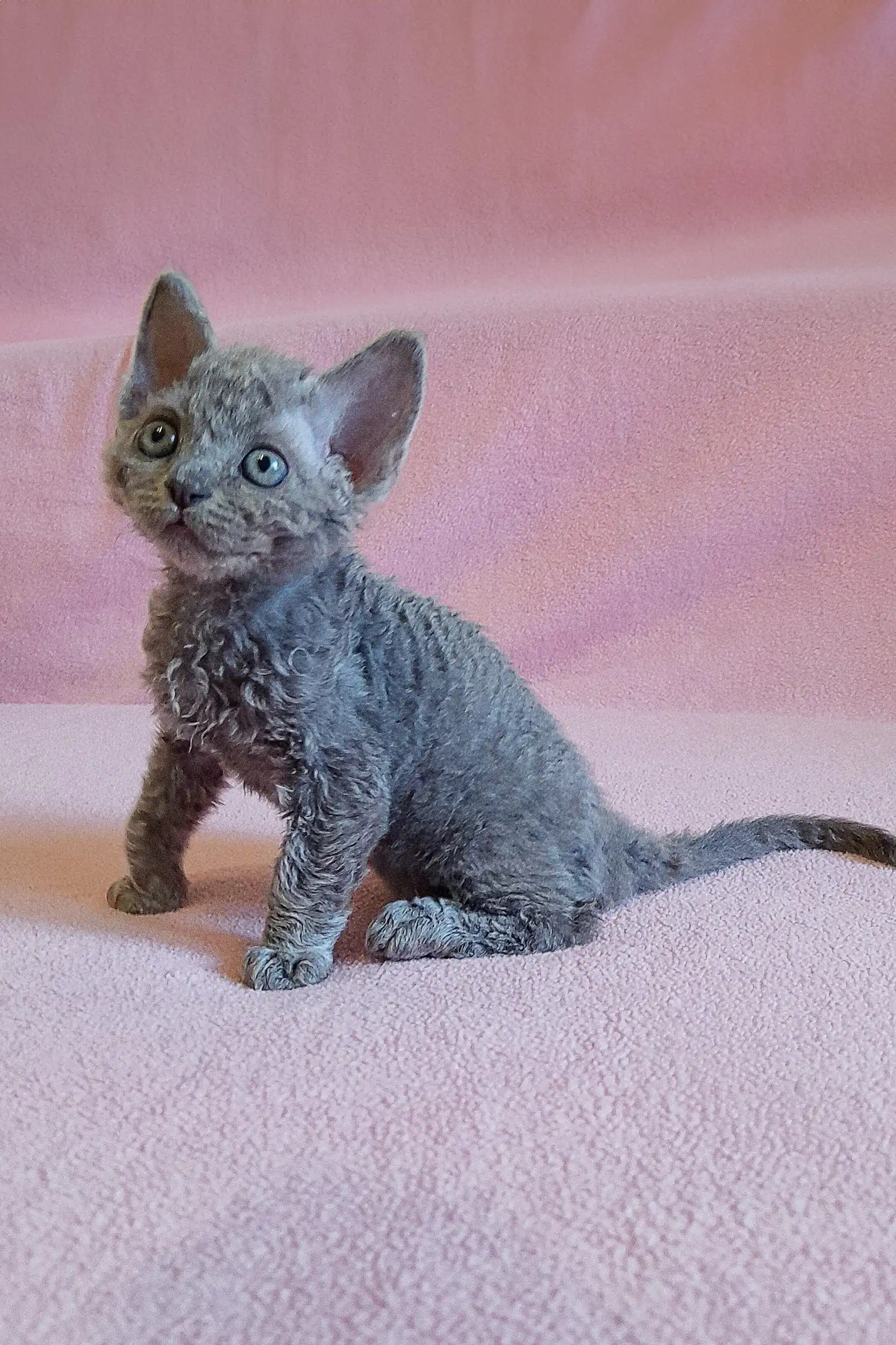 Clio | Devon Rex Kitten - Image 5