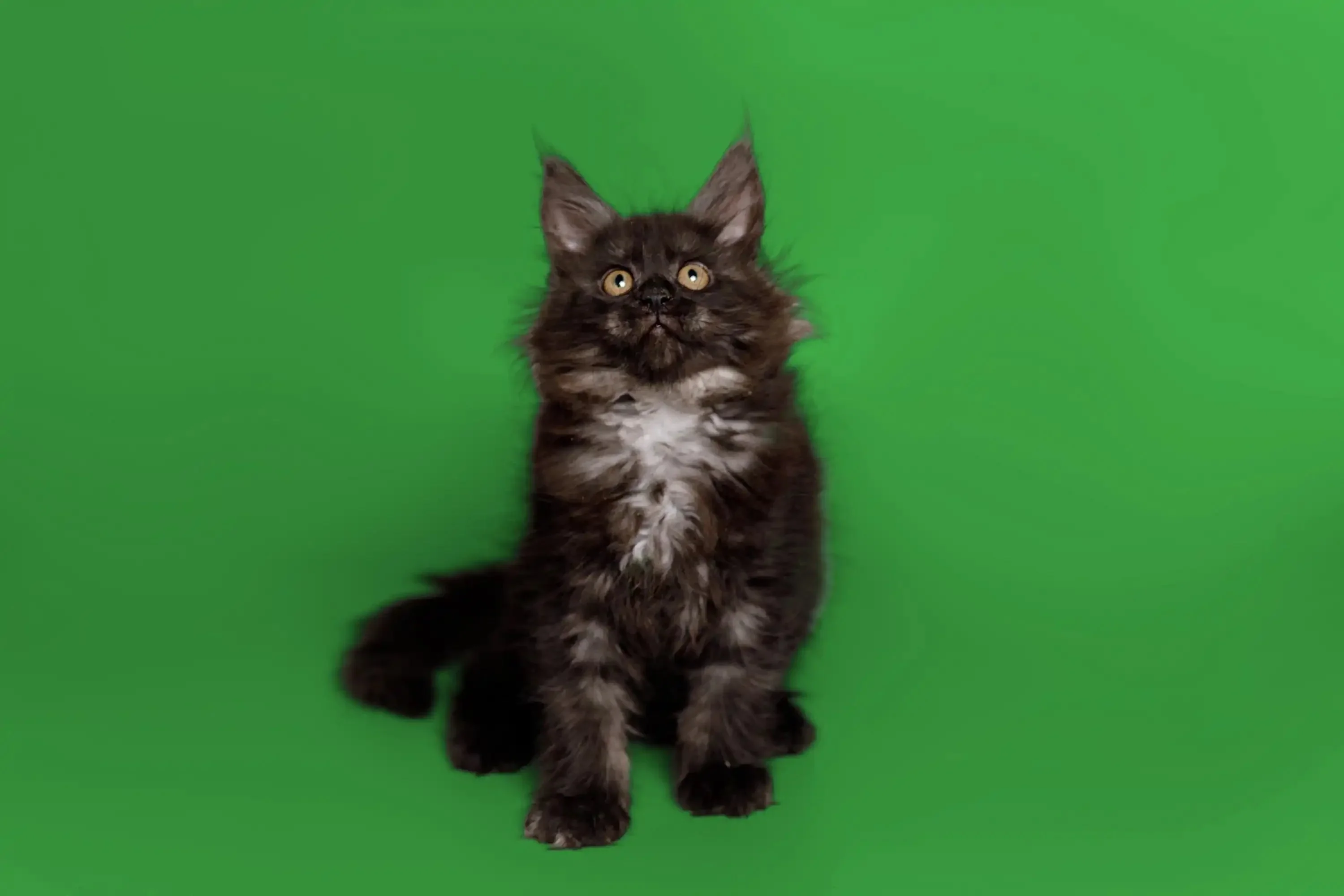 Cloe | Maine Coon Kitten - Image 8