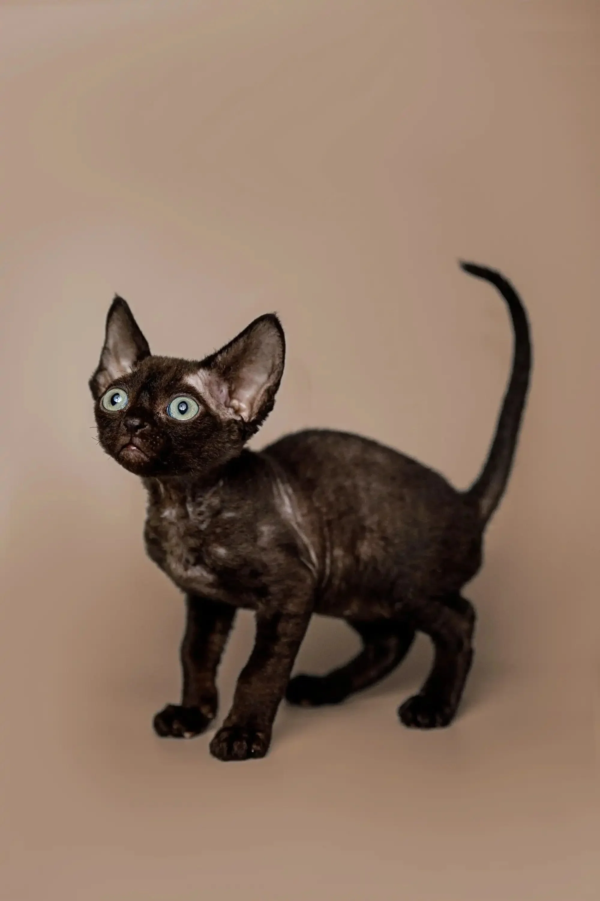 Cody | Devon Rex Kitten - Image 5
