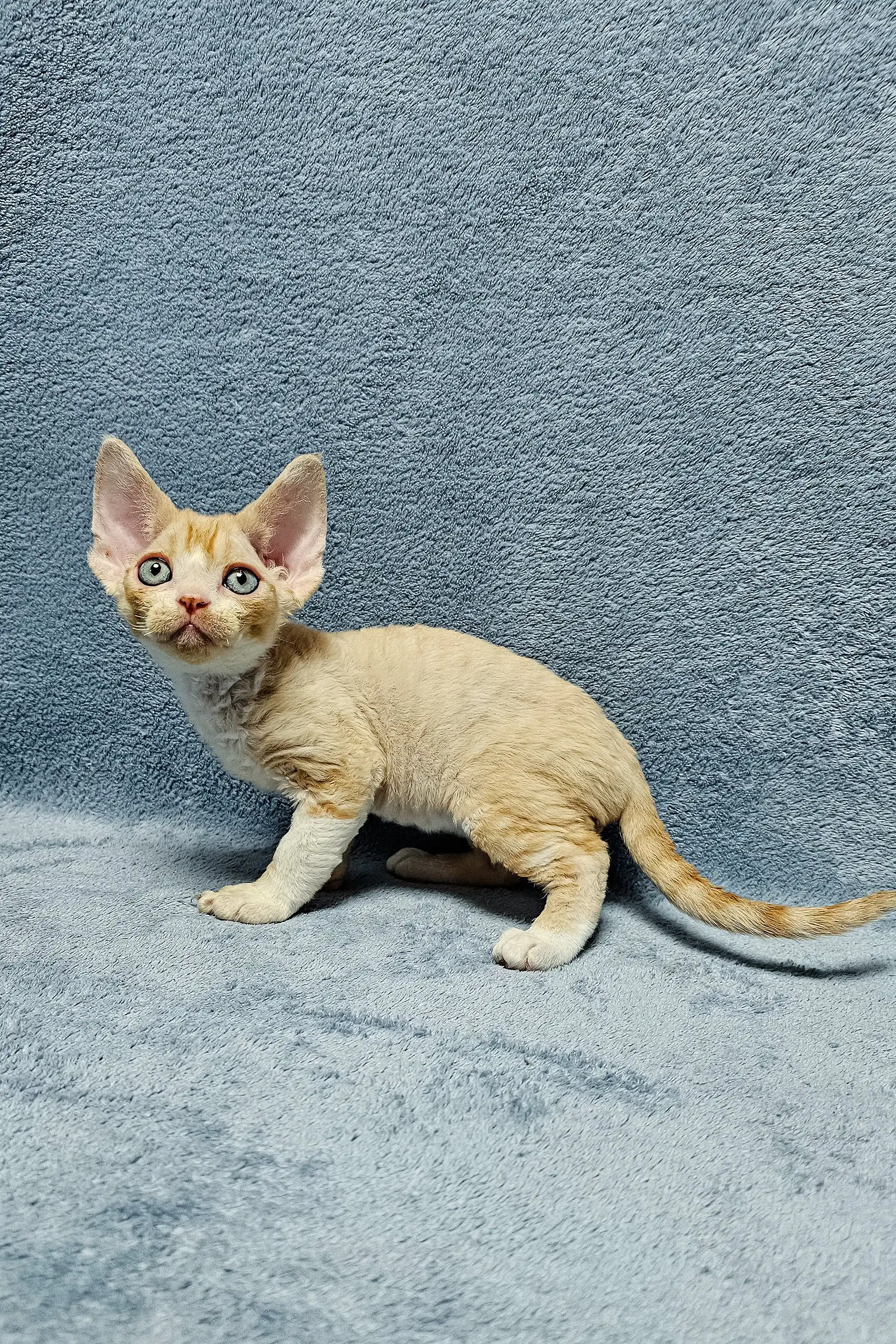 Colin | Devon Rex Kitten - Image 6