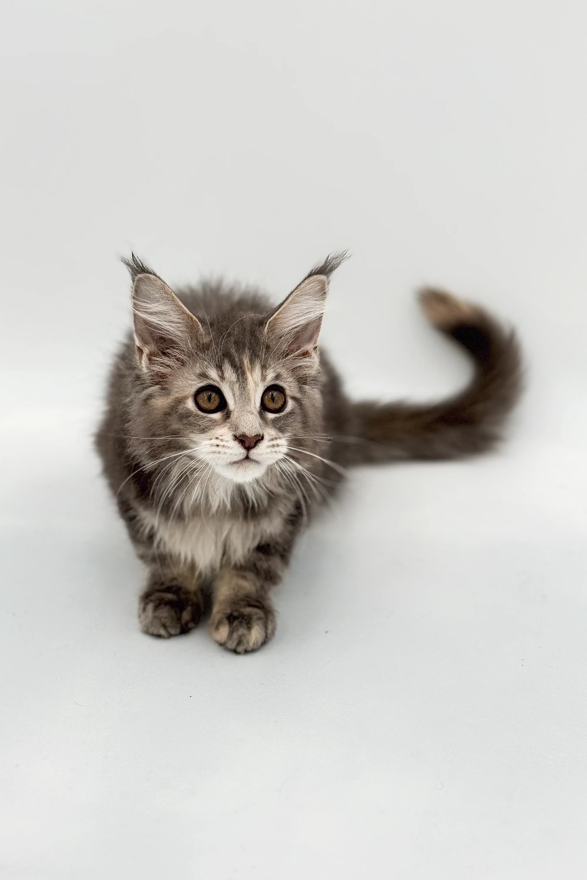 Coma | Maine Coon Kitten - Image 11