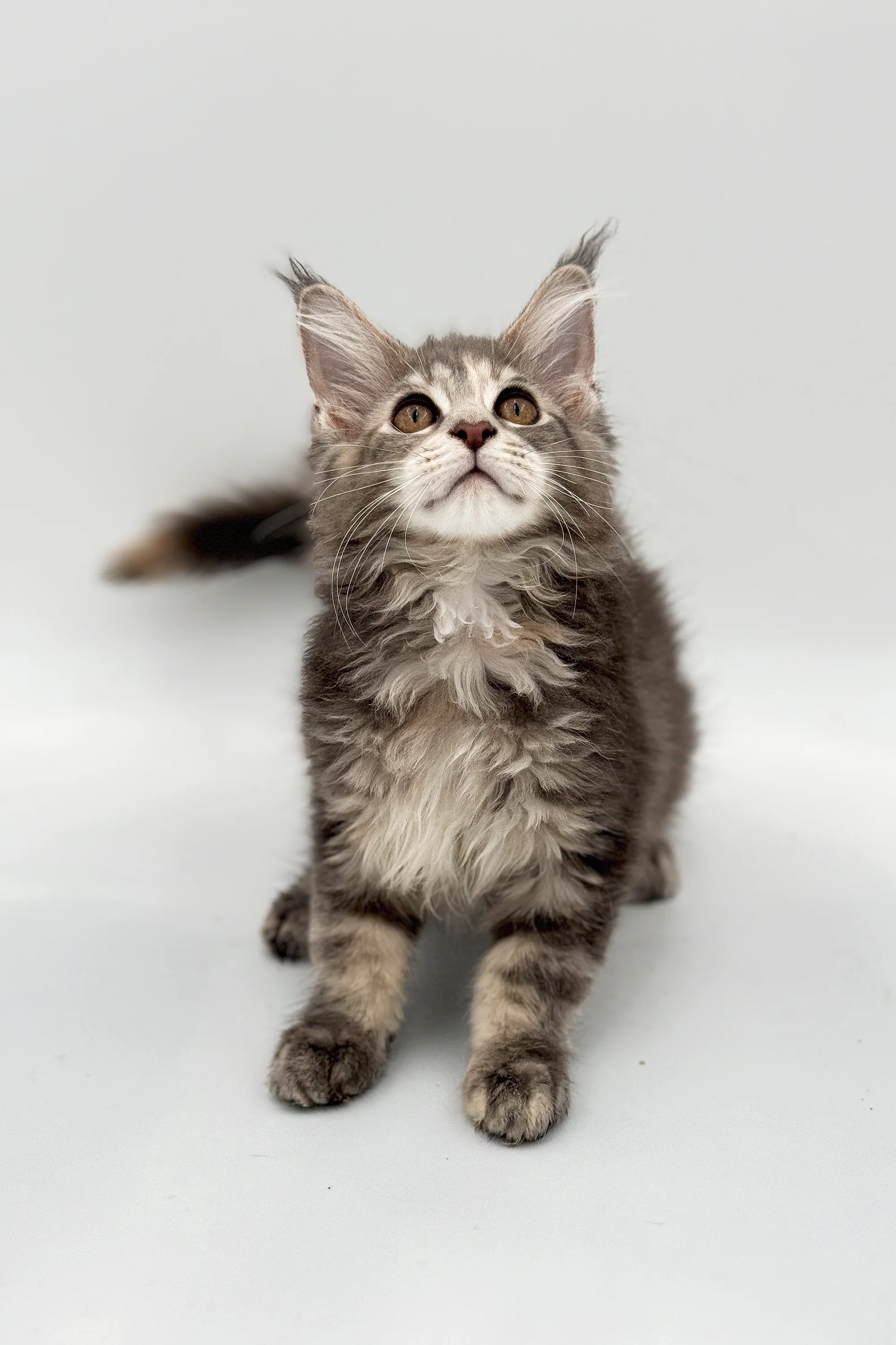Coma | Maine Coon Kitten - Image 2
