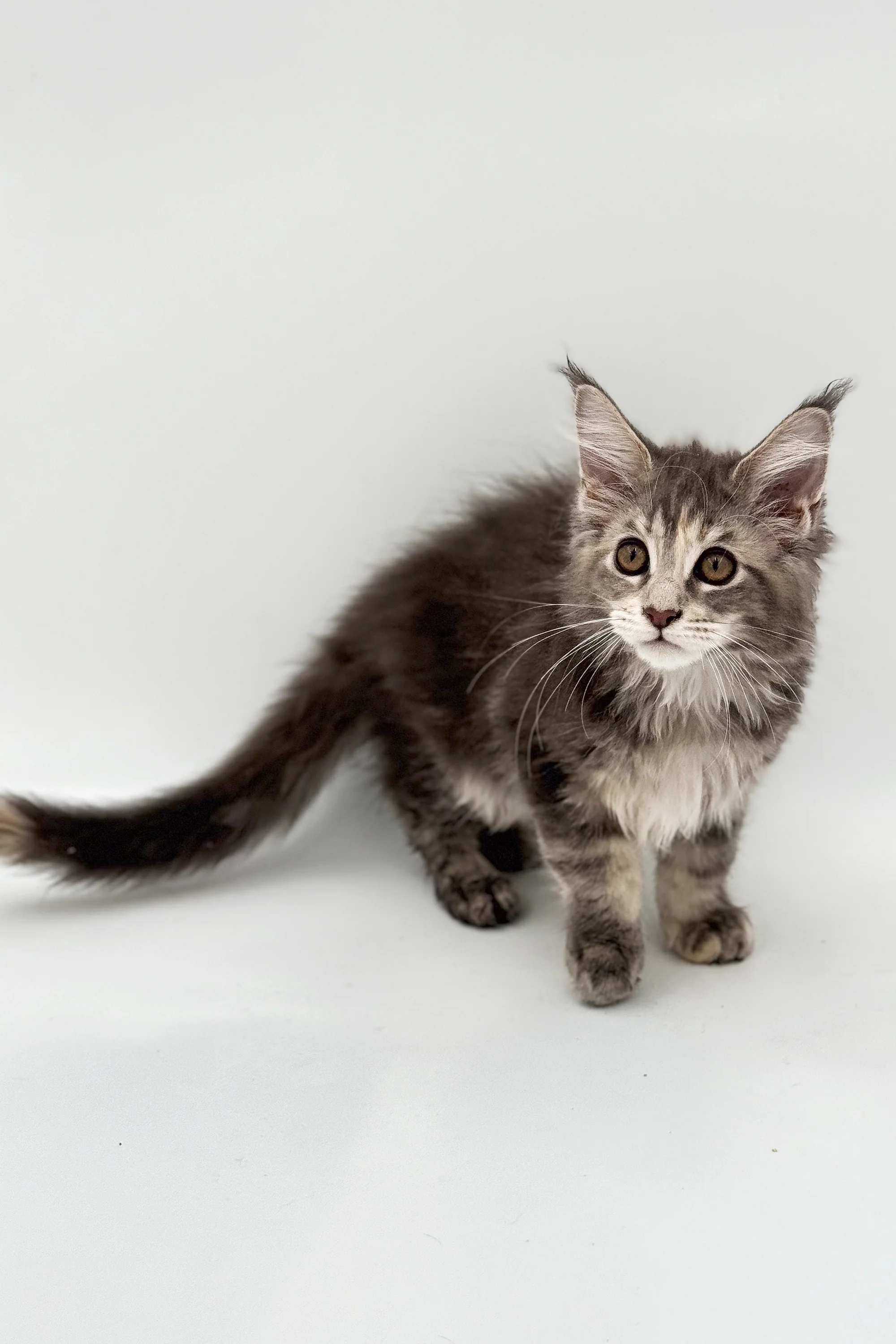 Coma | Maine Coon Kitten - Image 9