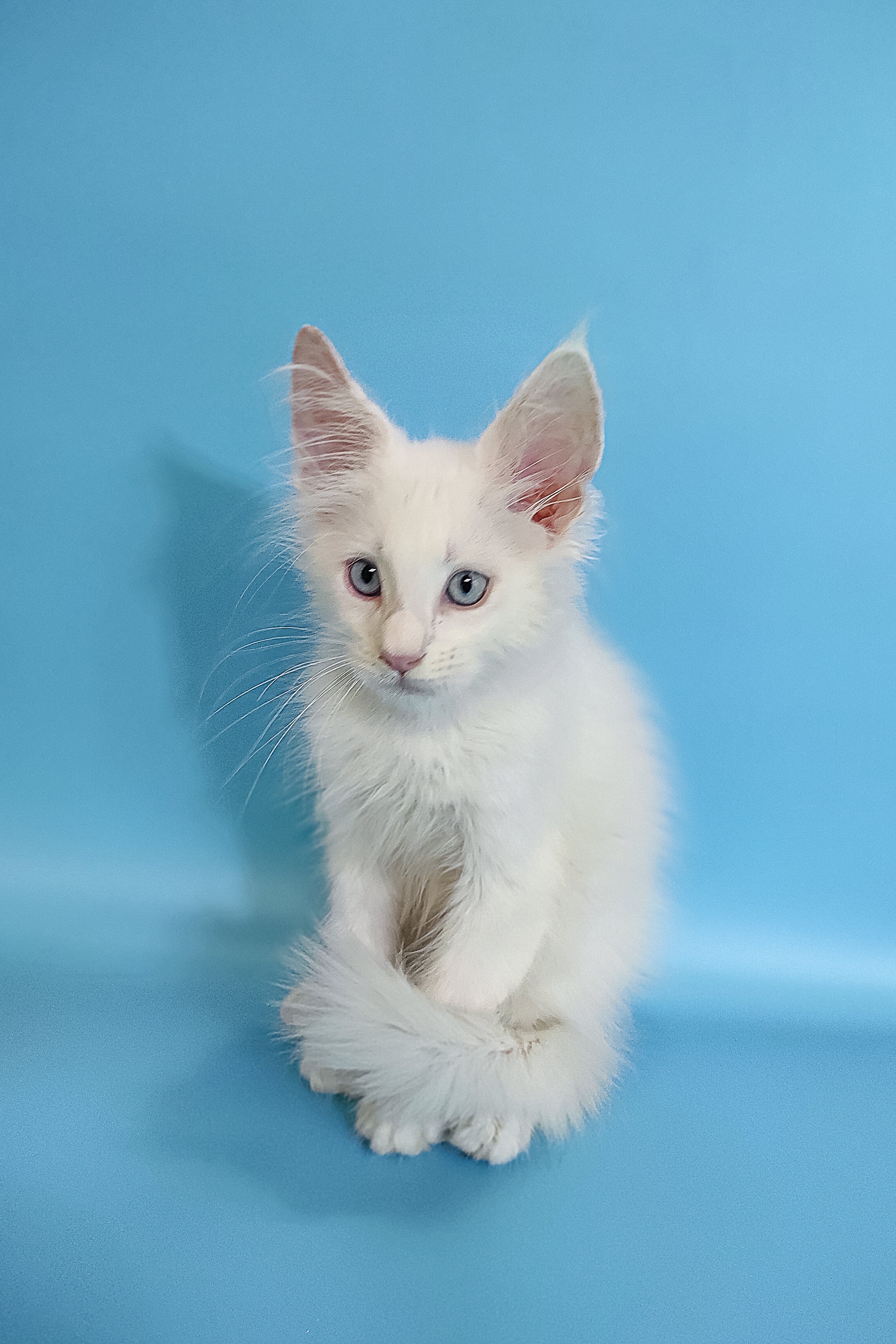 Conon | Maine Coon Kitten - Image 4