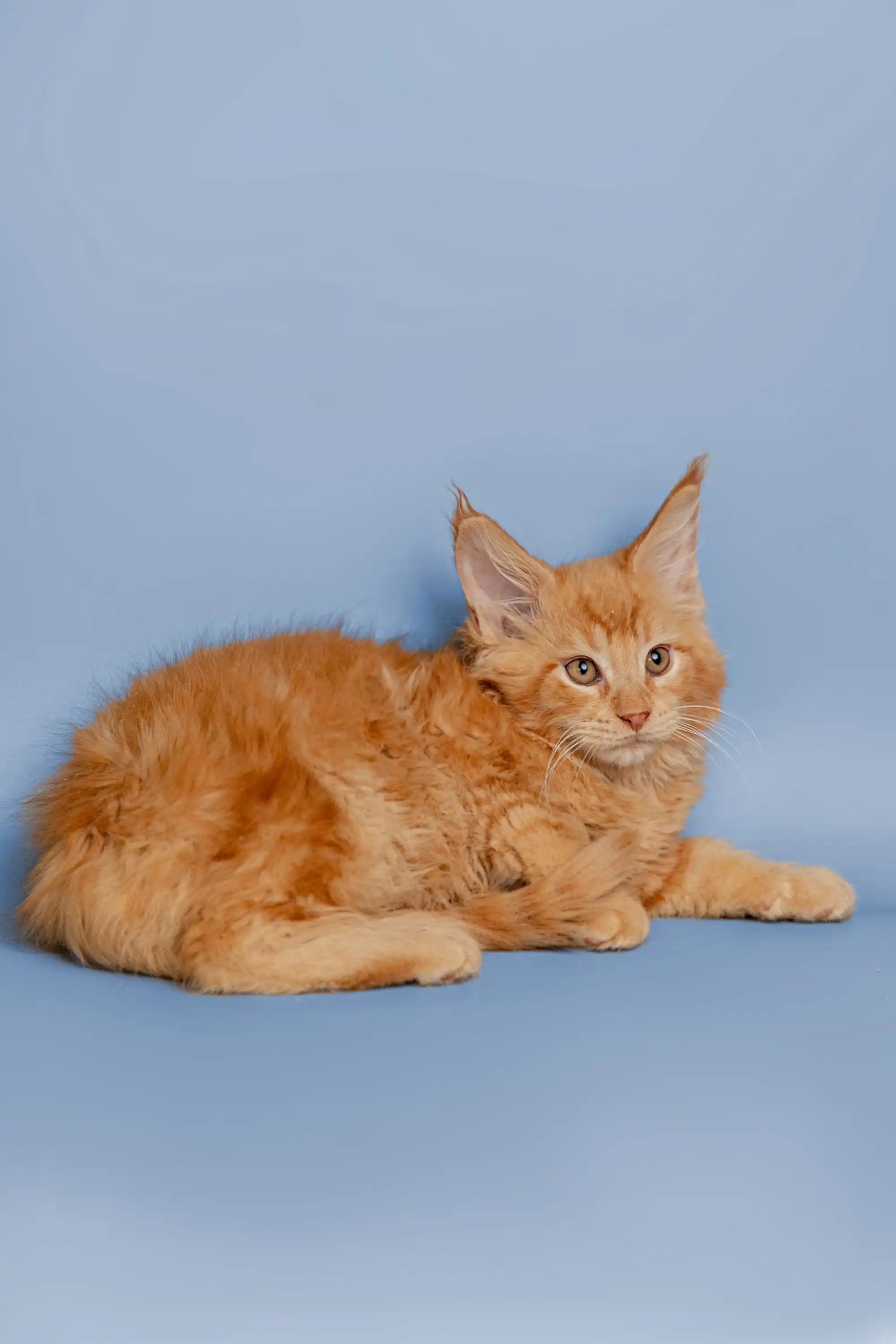 Conor | Maine Coon Kitten - Image 5
