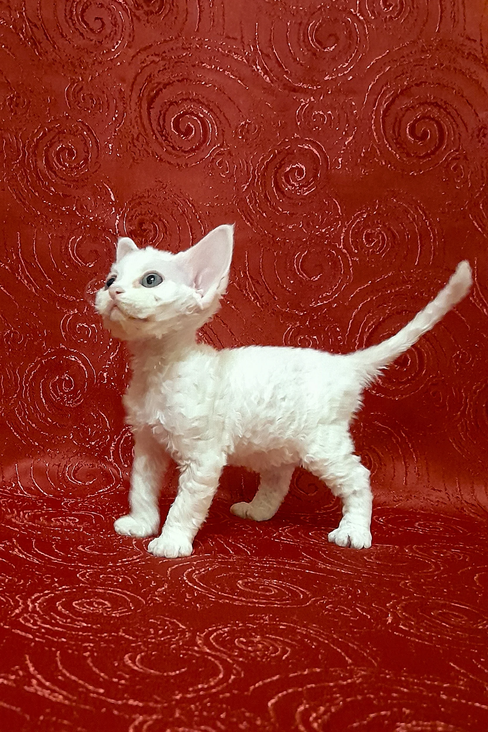 Cookie | Devon Rex Kitten - Image 4