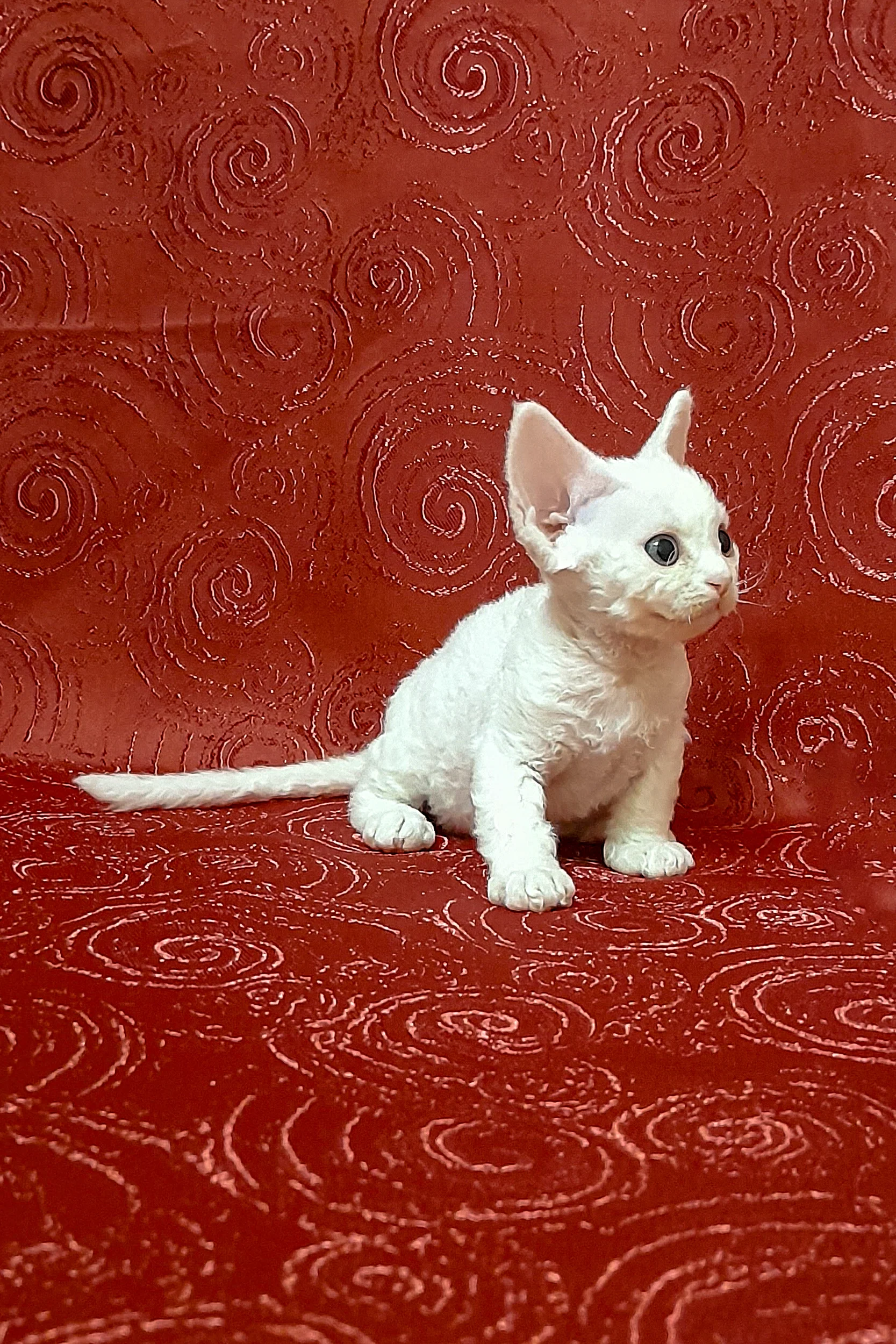 Cookie | Devon Rex Kitten - Image 6