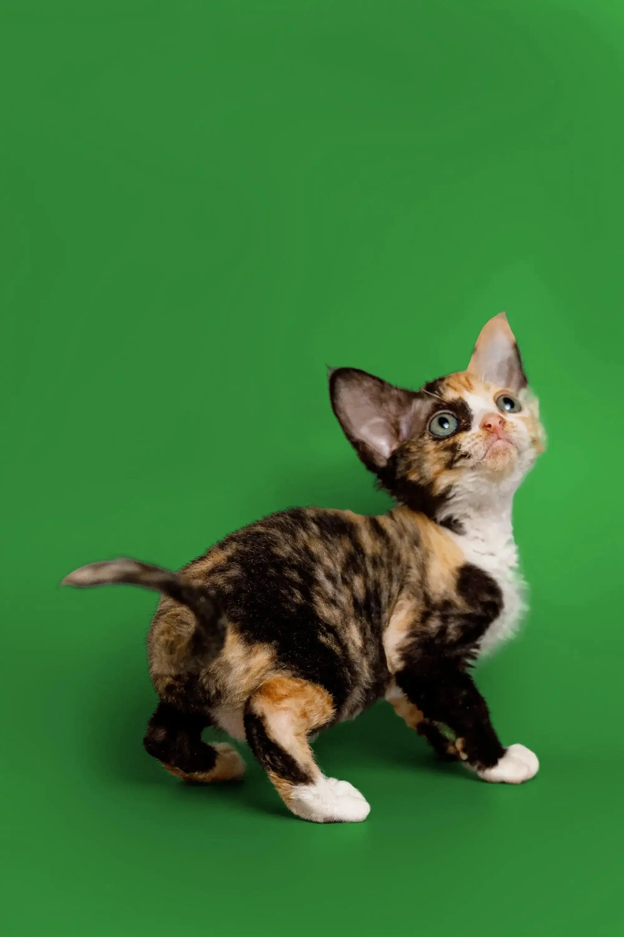 Cookie | Devon Rex Kitten - Image 10
