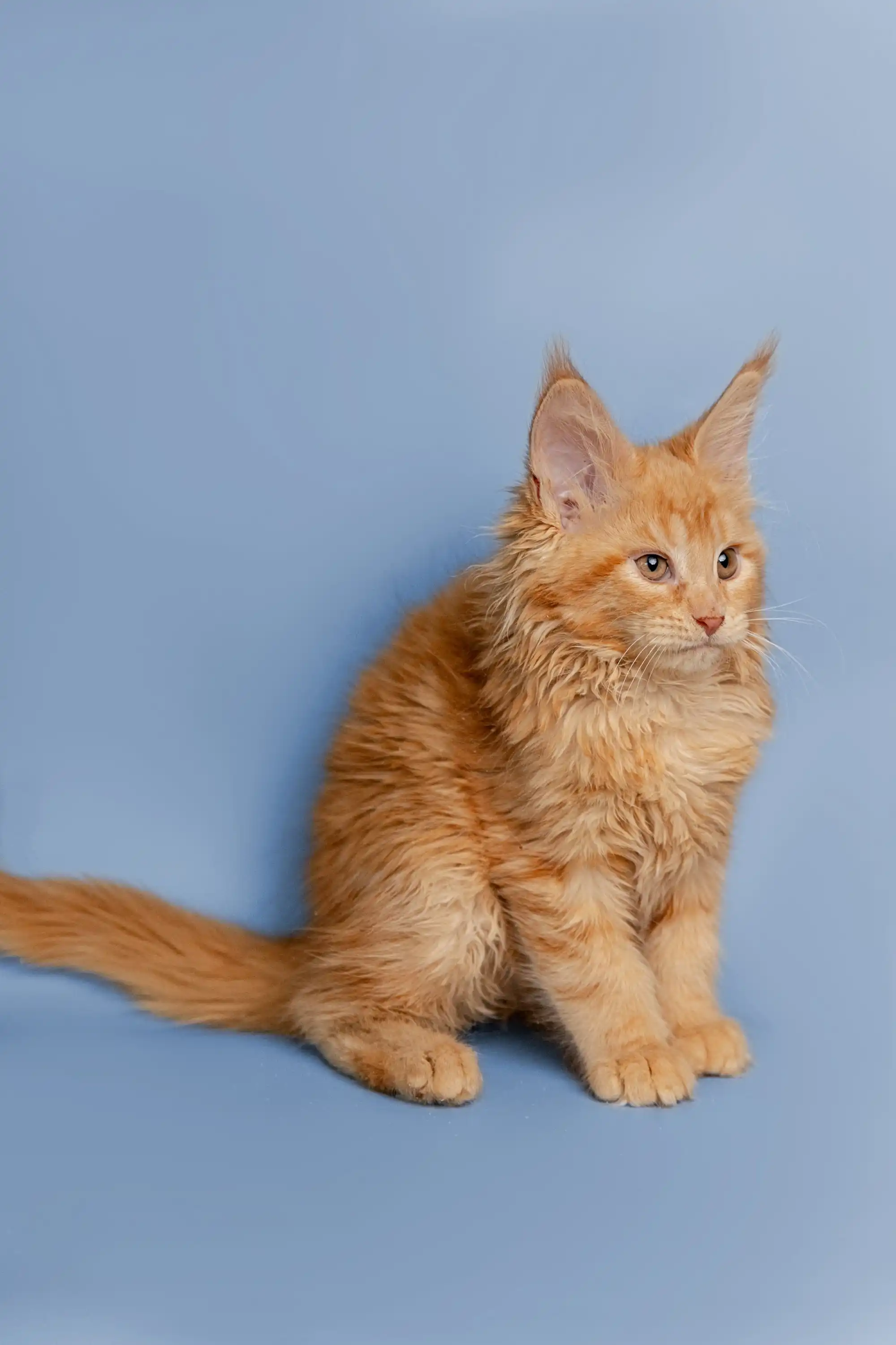 Cora | Maine Coon Kitten - Image 12