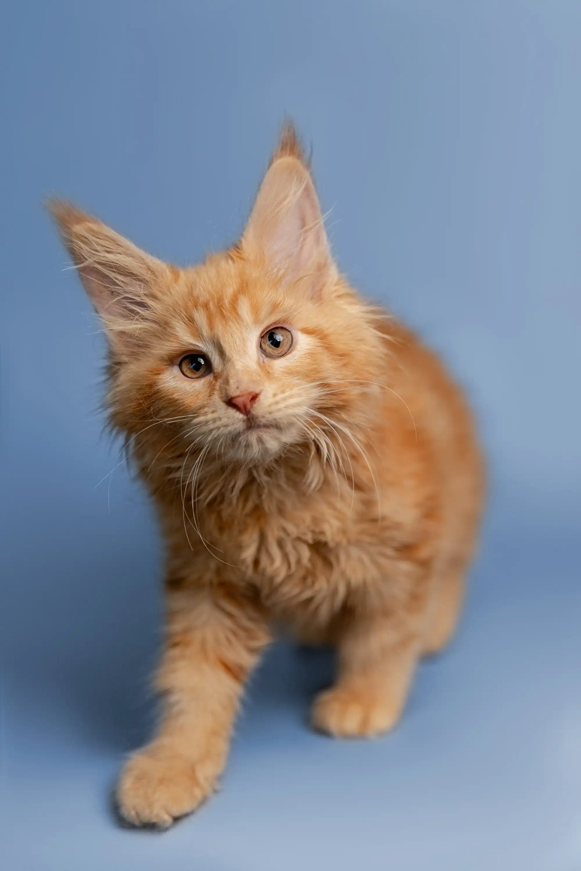 Cora | Maine Coon Kitten - Image 4