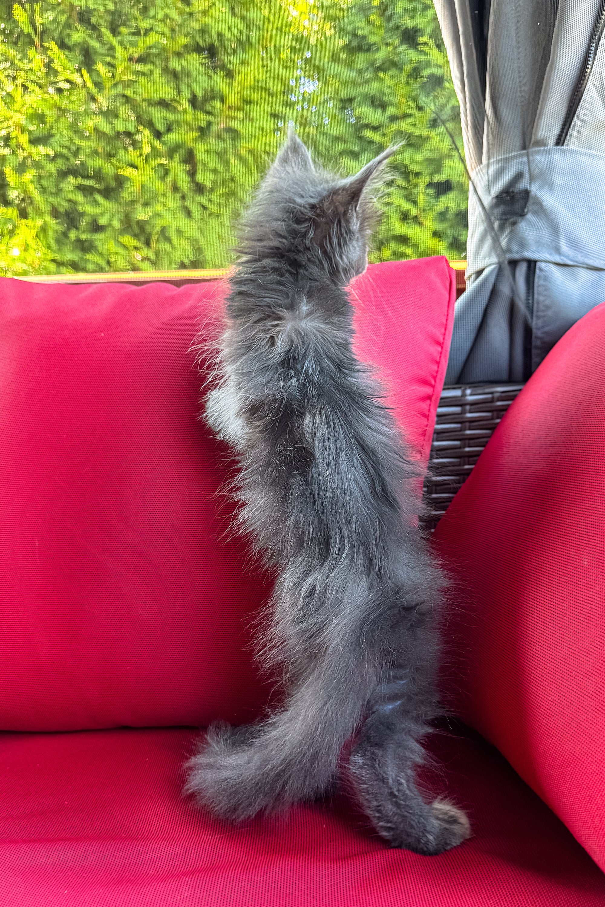 Cora | Polydactyl Maine Coon - Image 3