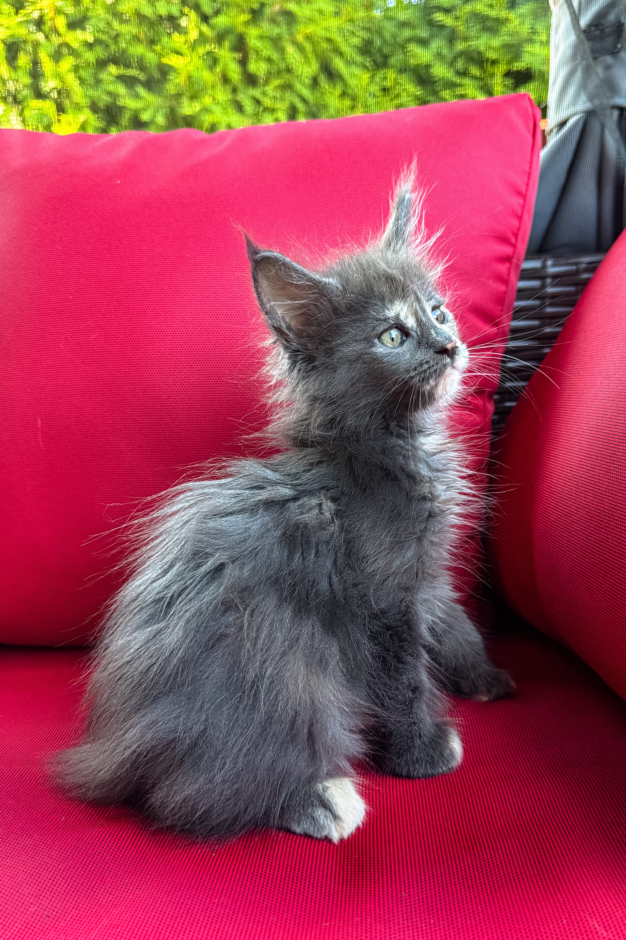 Cora | Polydactyl Maine Coon - Image 4