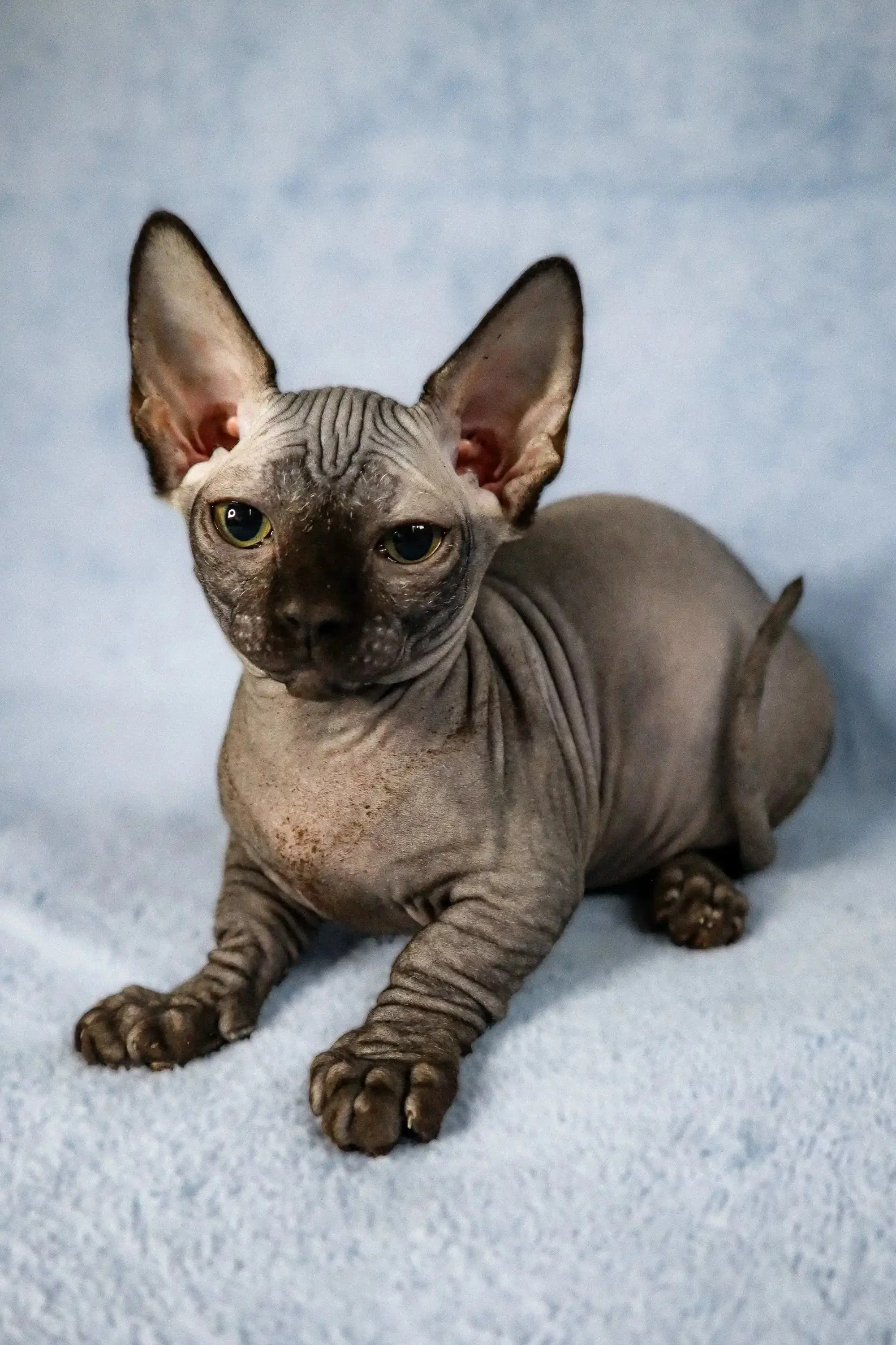 Cori | Bambino Kitten - Image 4