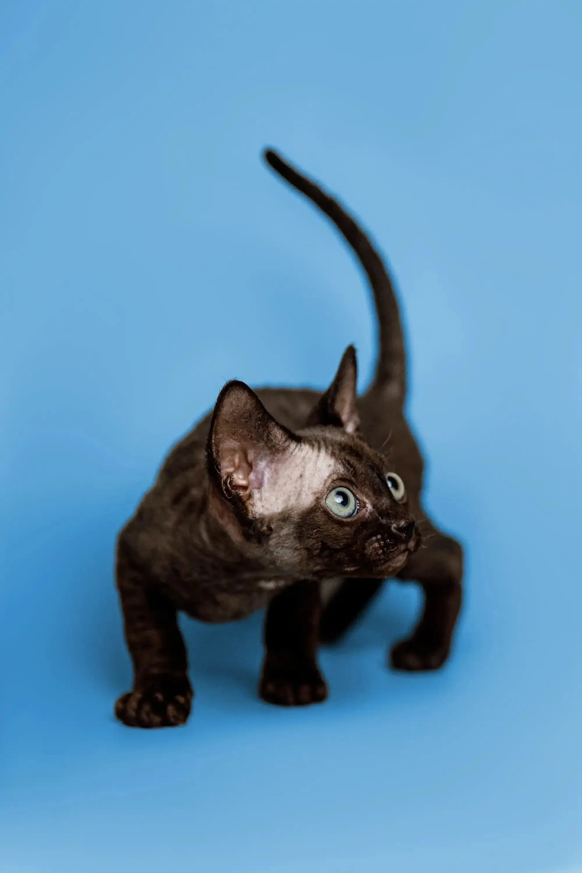 Cosmo | Devon Rex Kitten - Image 8