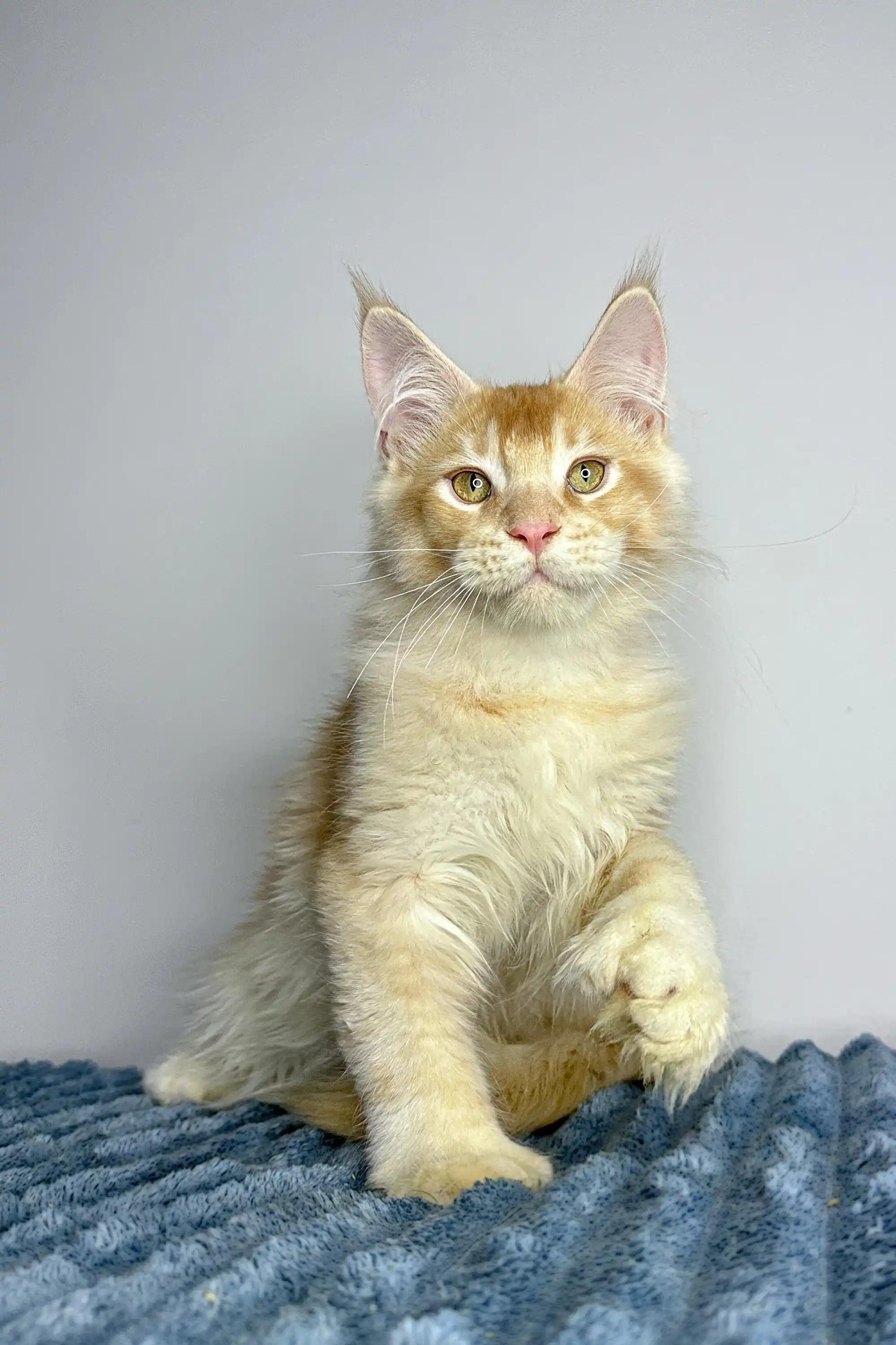 Cowboy | Polydactyl Maine Coon - Image 12