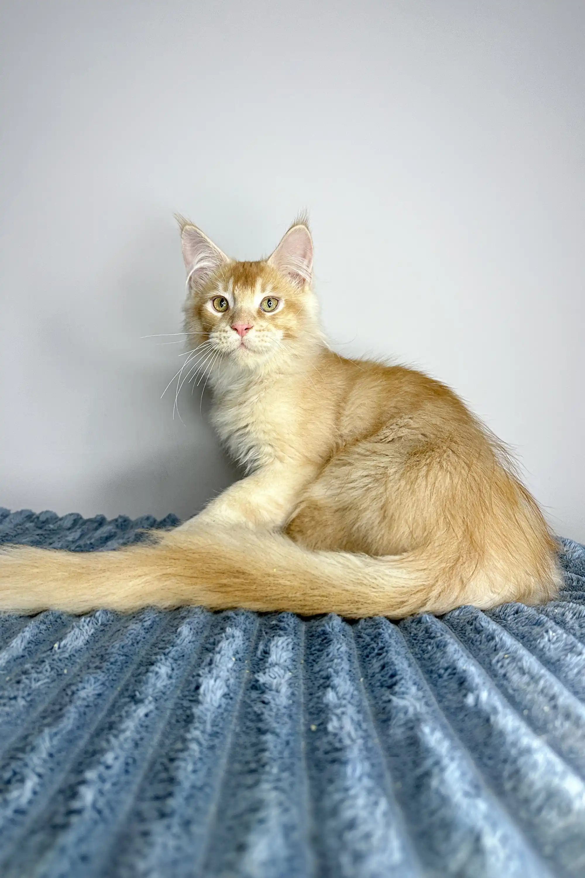 Cowboy | Polydactyl Maine Coon - Image 4