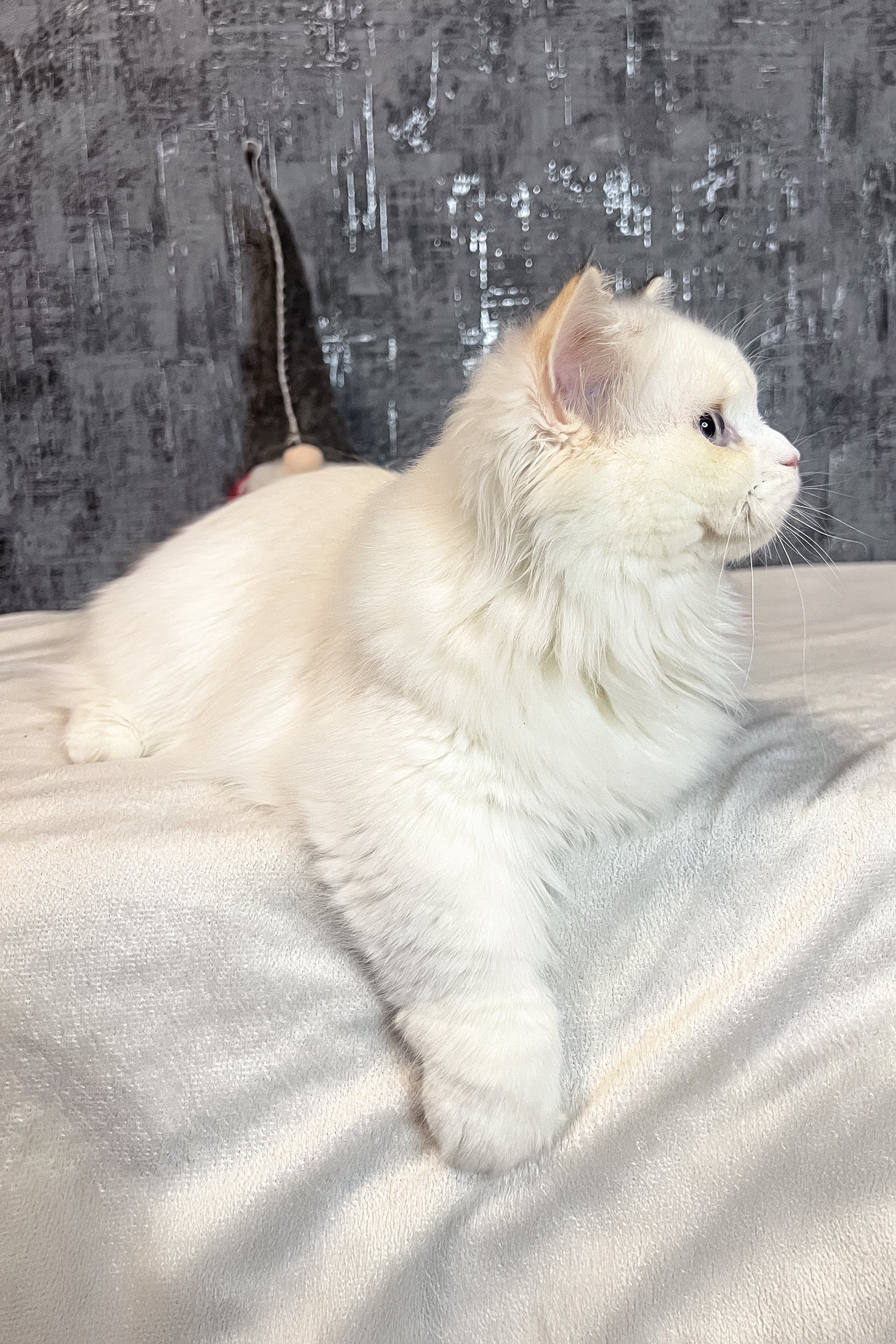 Cristal | Munchkin Kitten - Image 9