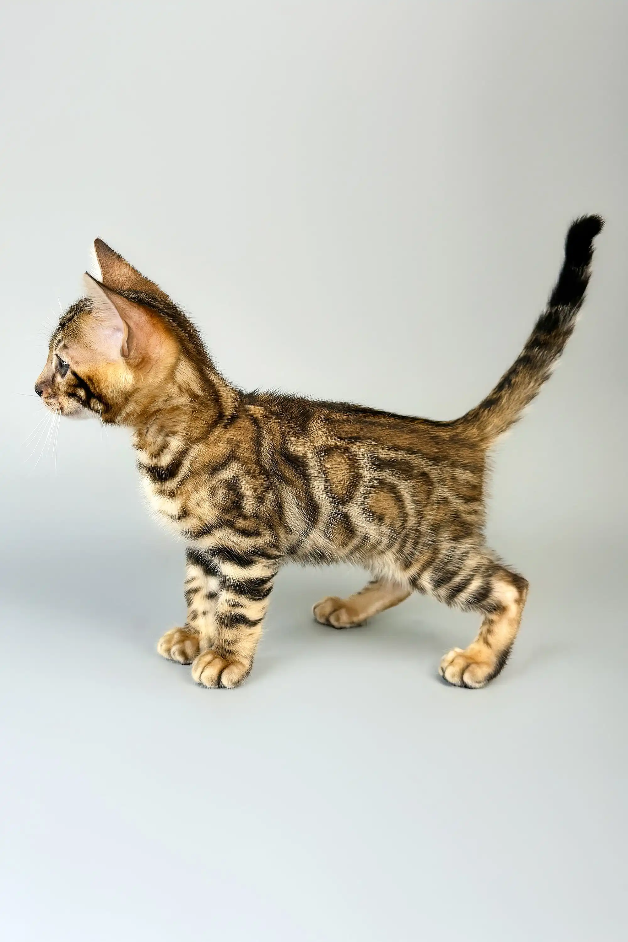 Cristoff | Bengal Kitten - Image 3