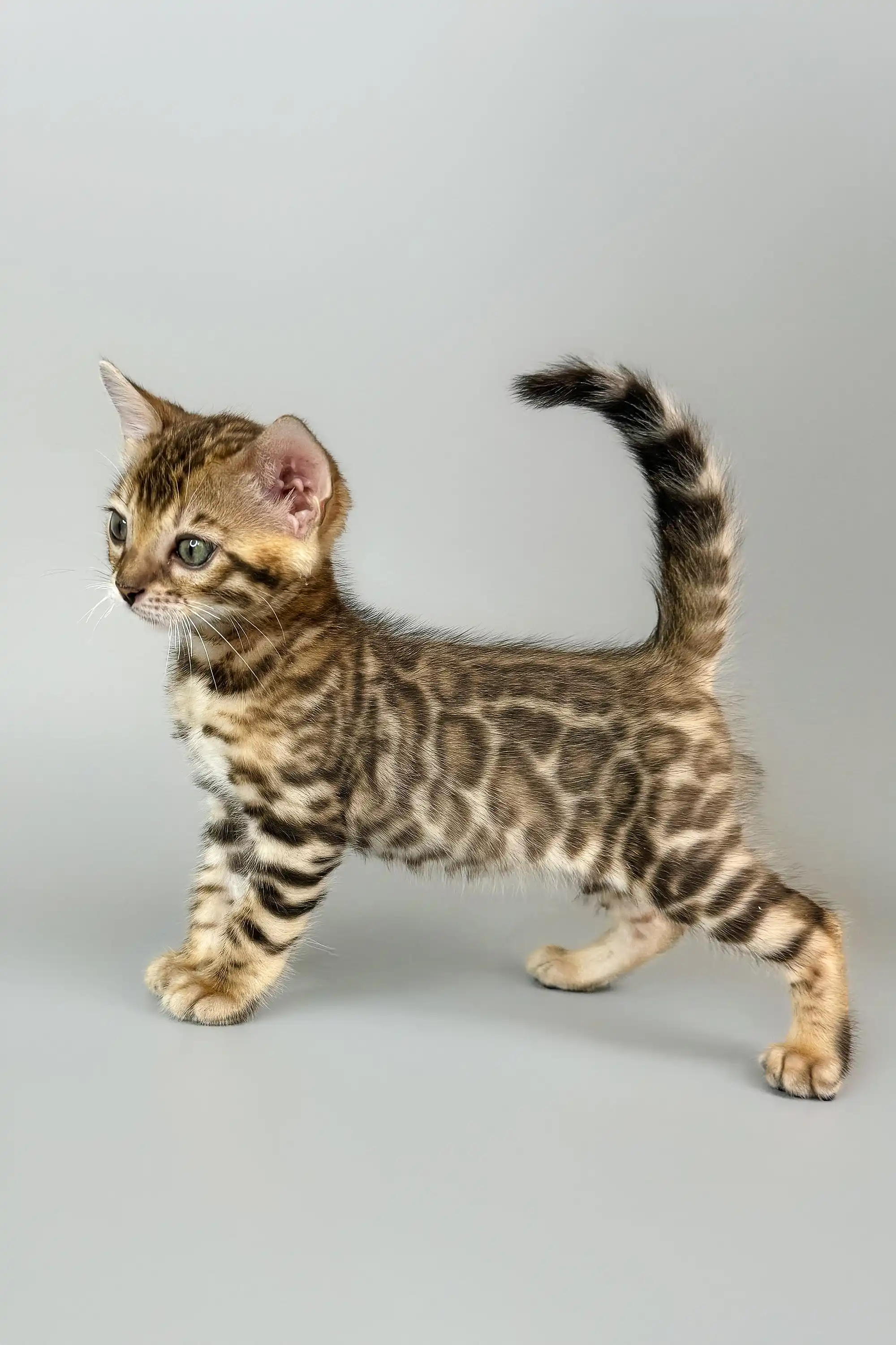 Crosh | Bengal Kitten - Image 4