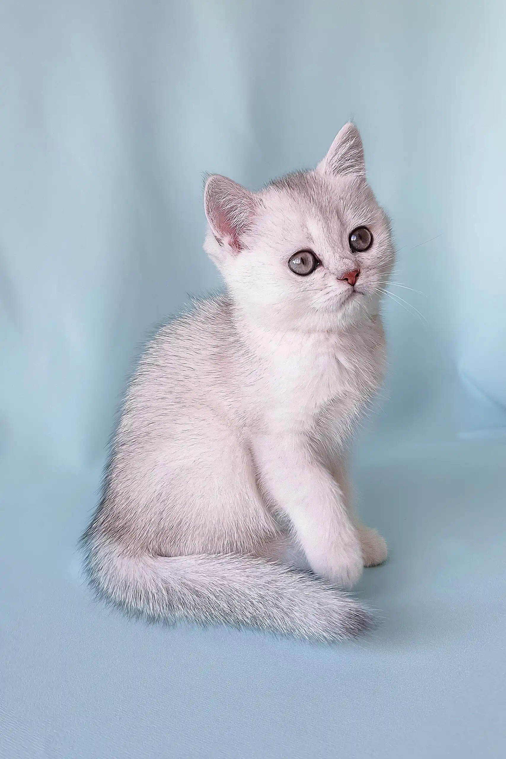 Crystal | Scottish Straight Kitten - Image 6