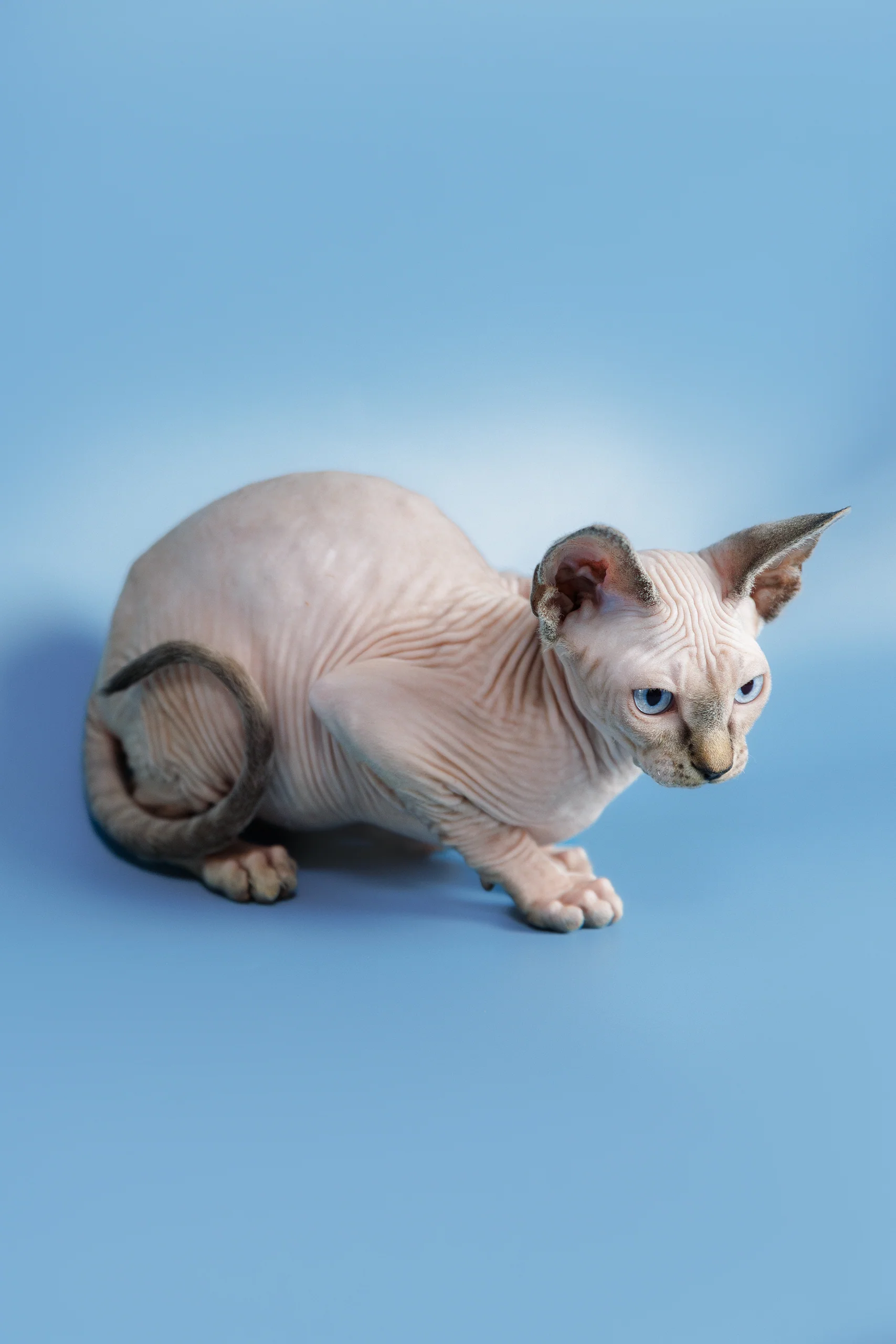 Ctiven | Canadian Sphynx Kitten - Image 10