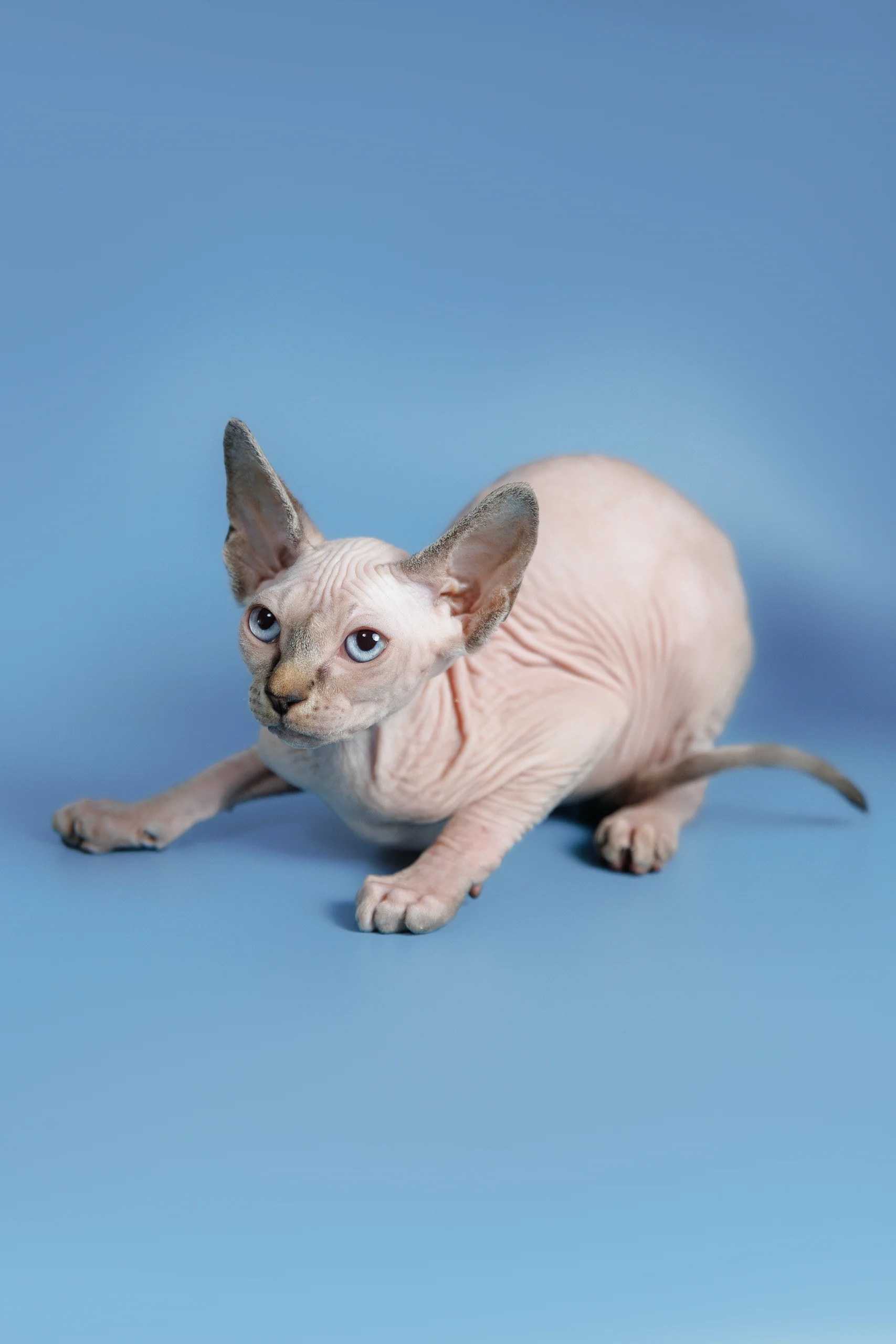 Ctiven | Canadian Sphynx Kitten - Image 5