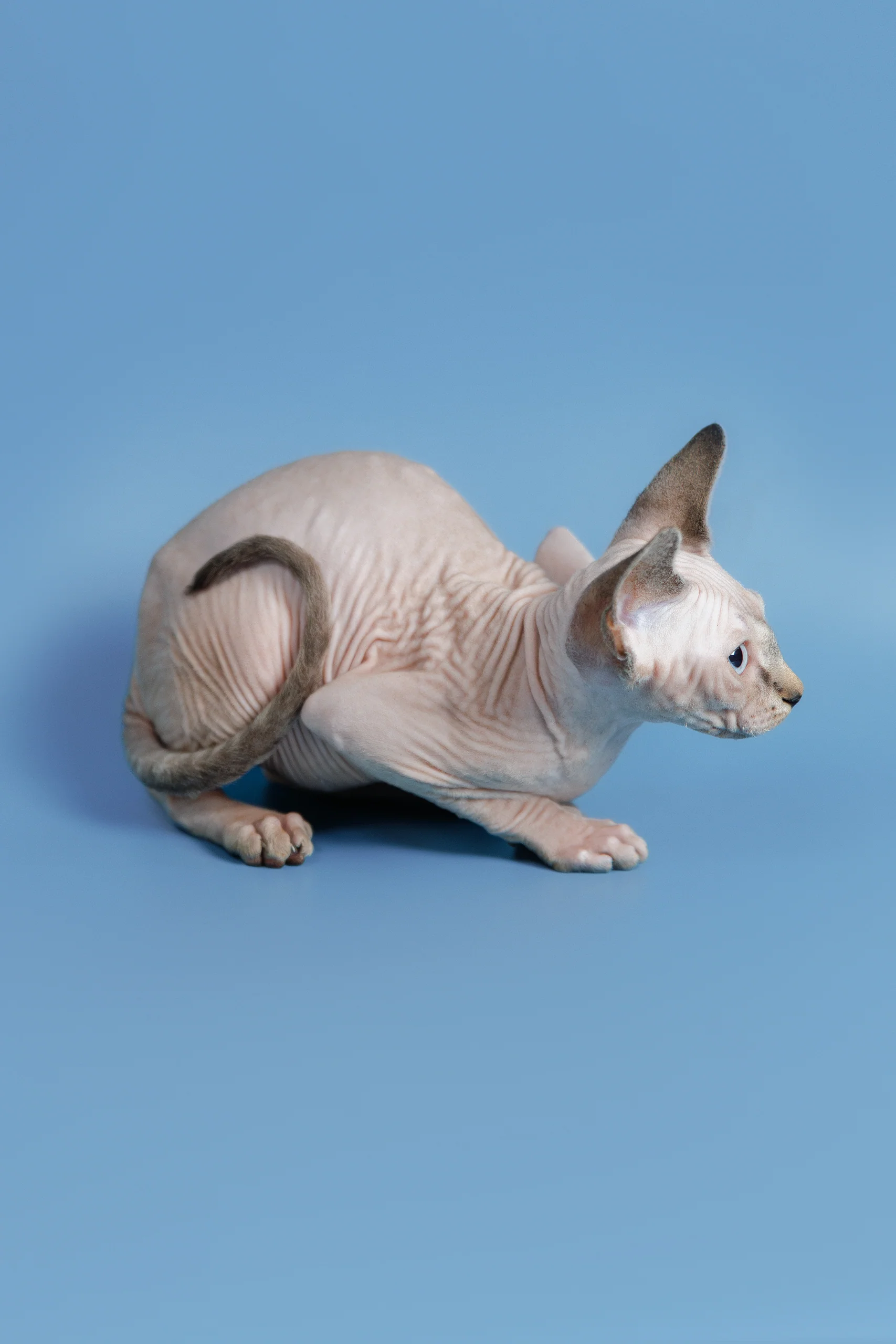 Ctiven | Canadian Sphynx Kitten - Image 6