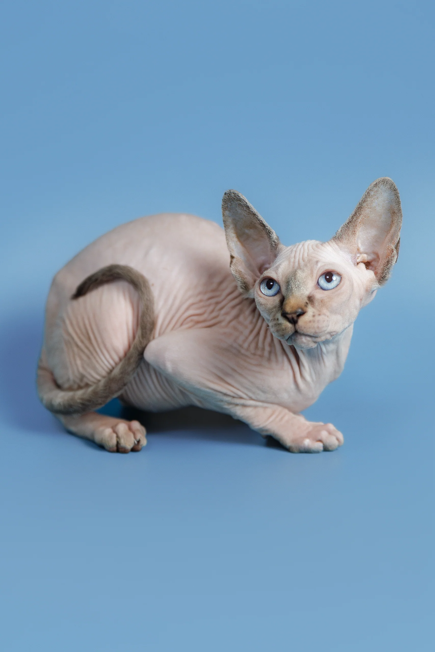 Ctiven | Canadian Sphynx Kitten - Image 7