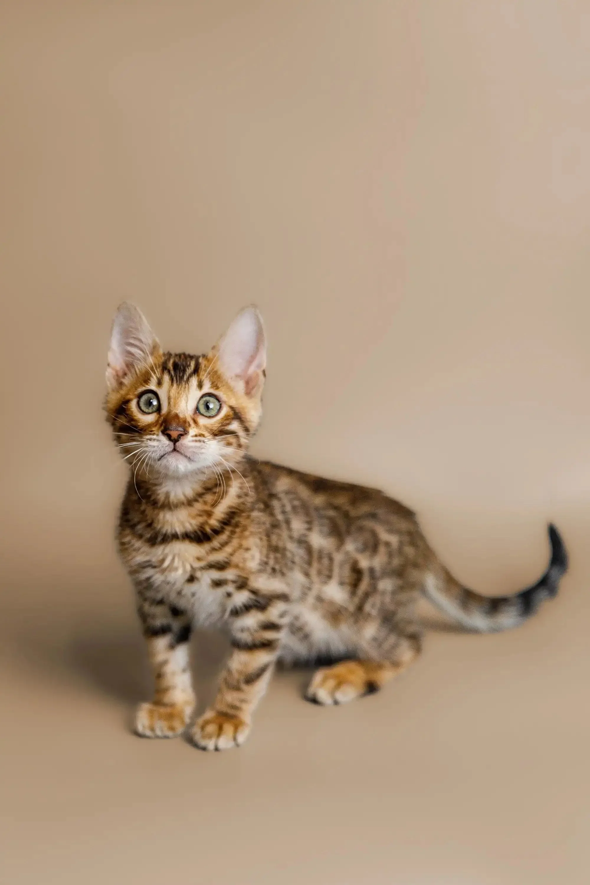 Cutie  | Bengal Kitten - Image 3