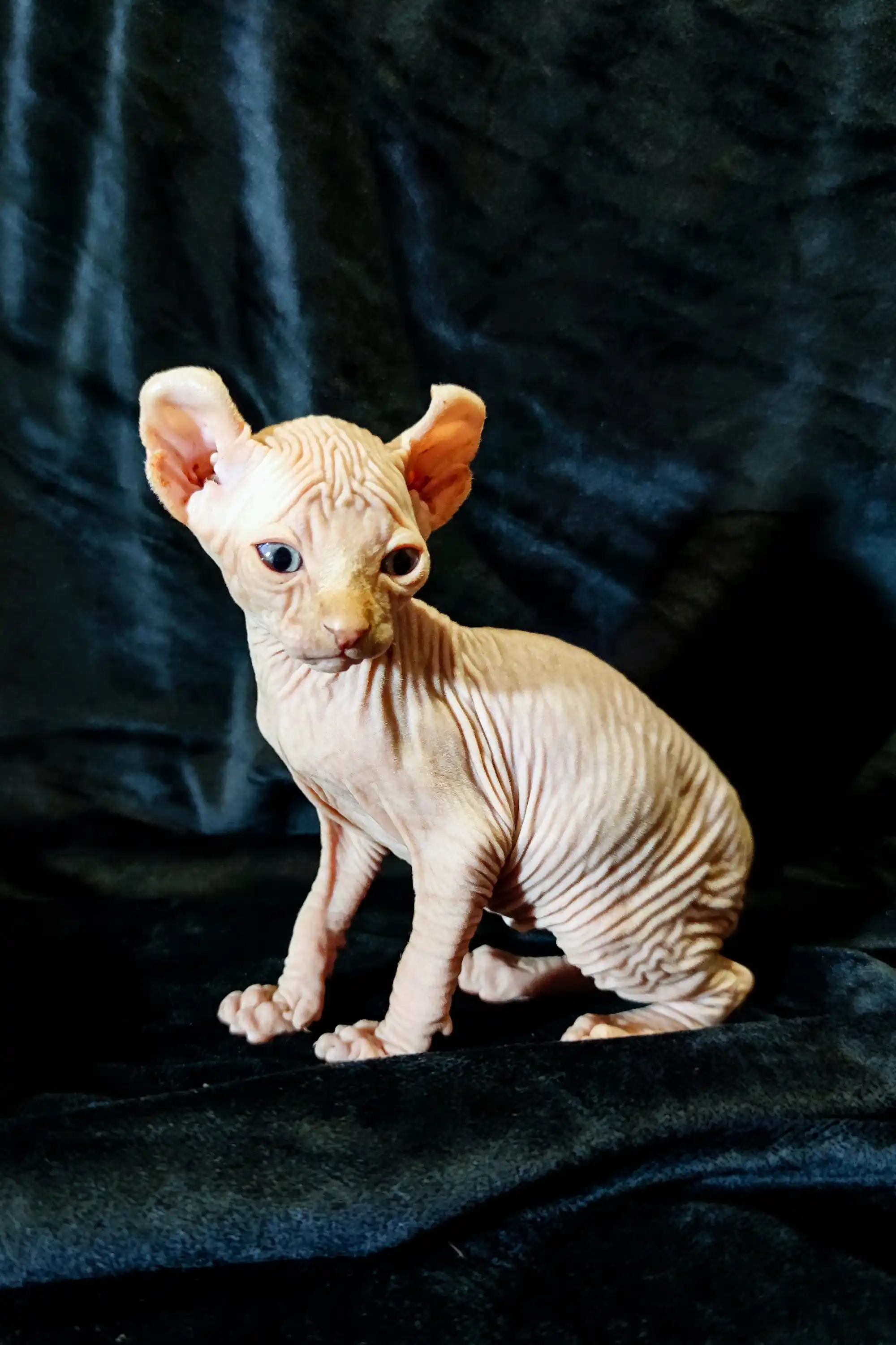 Cyrus | Elf Kitten - Image 11