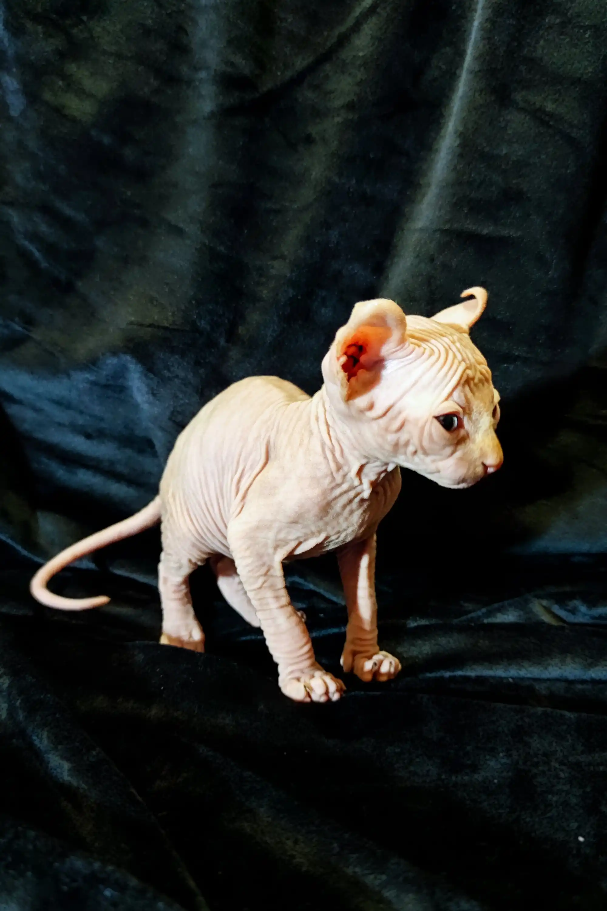 Cyrus | Elf Kitten - Image 18