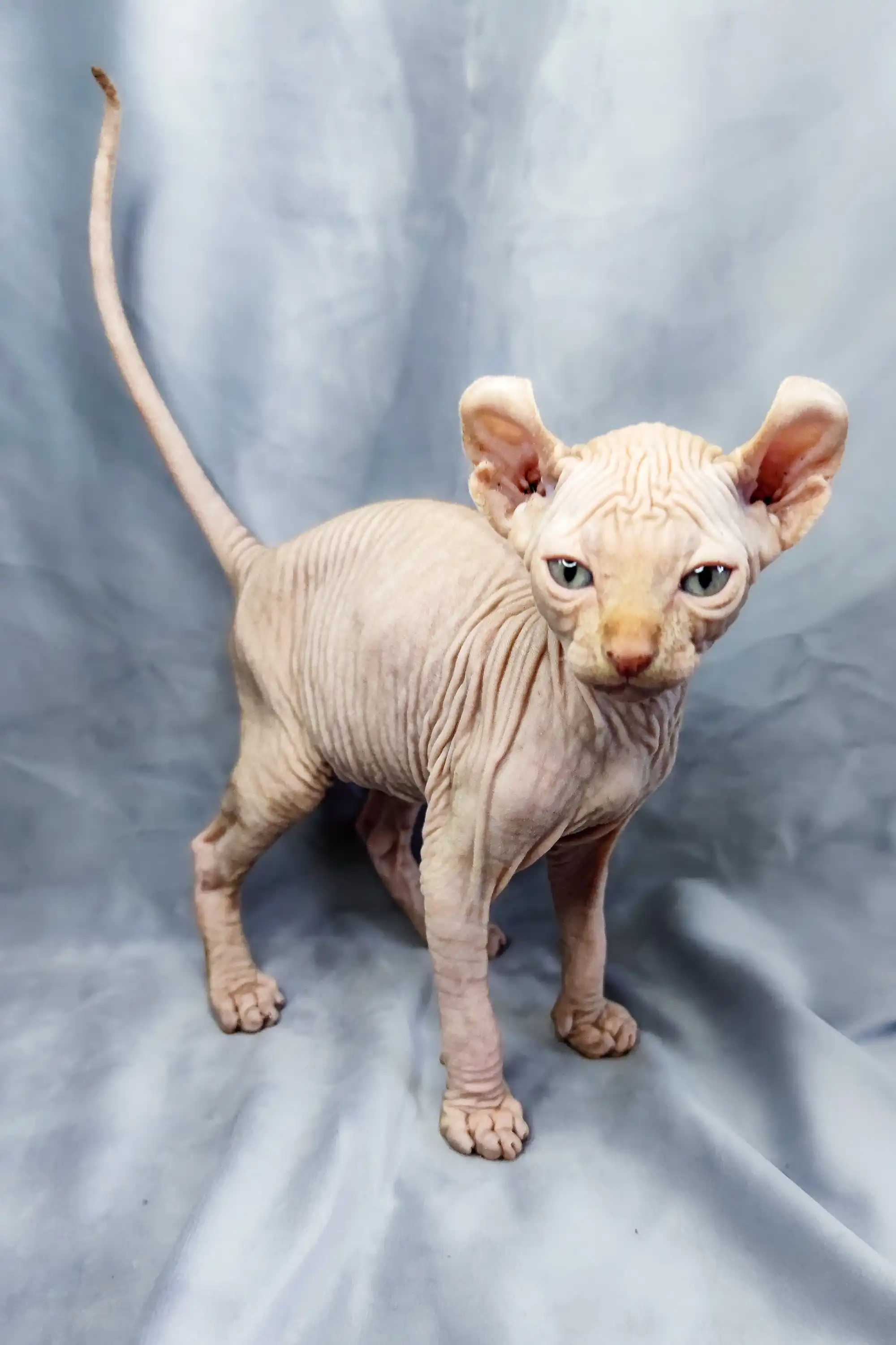 Cyrus | Elf Kitten - Image 5