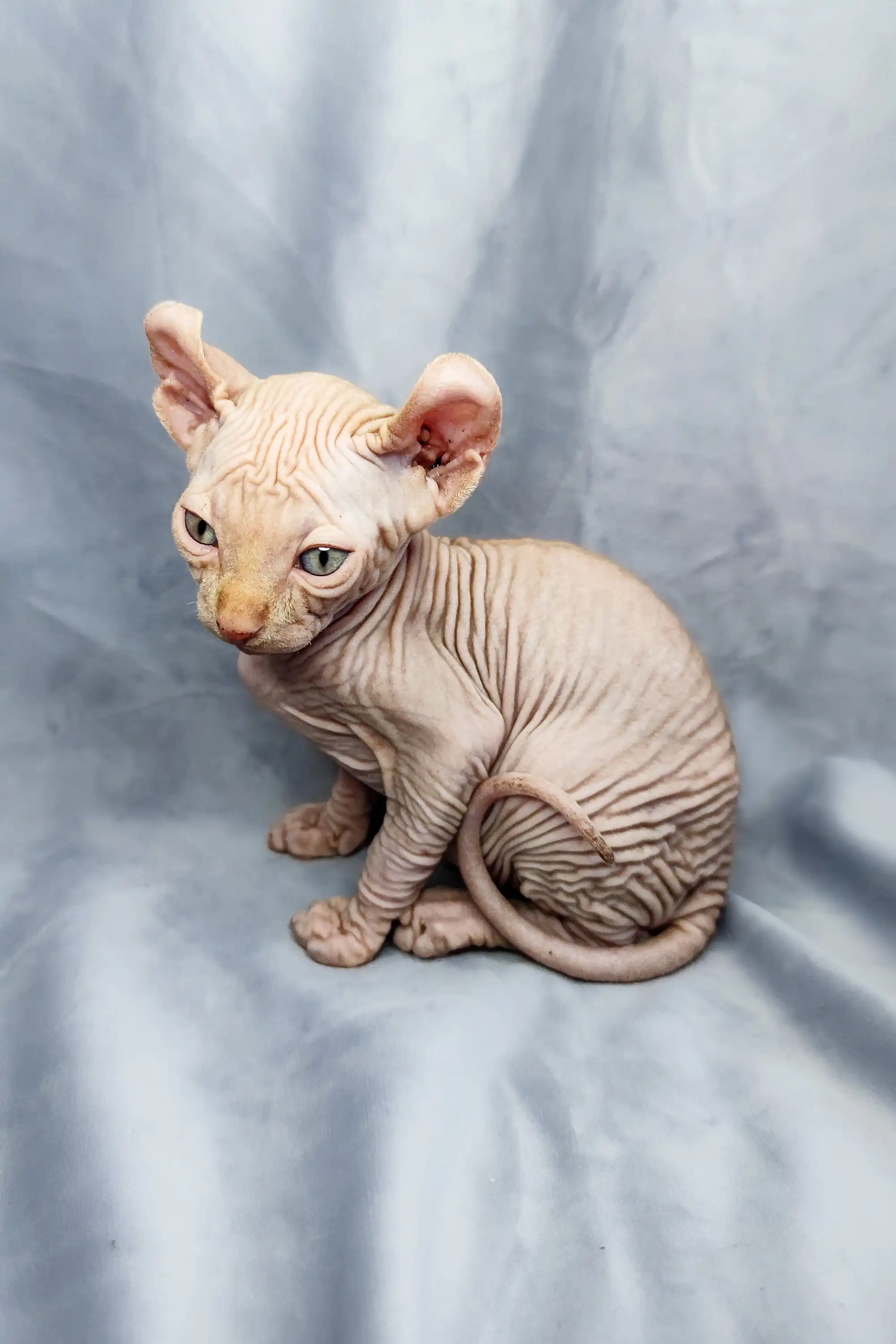Cyrus | Elf Kitten - Image 8