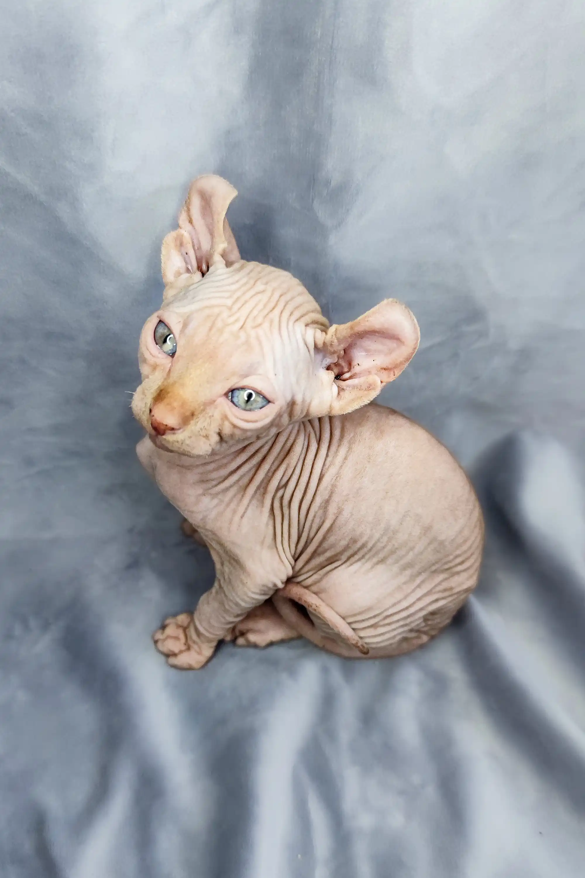 Cyrus | Elf Kitten - Image 9