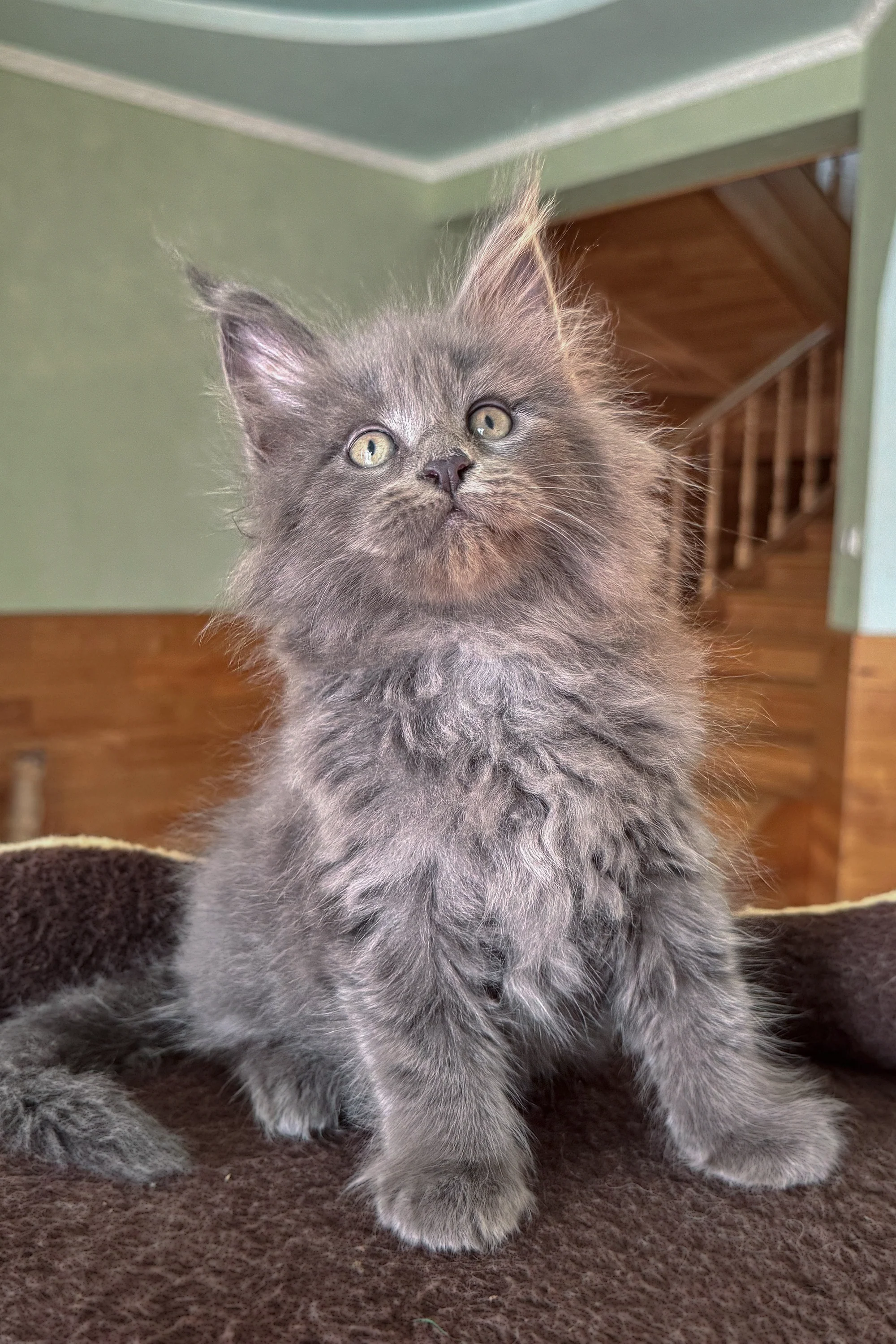 Dakar | Maine Coon Kitten - Image 4