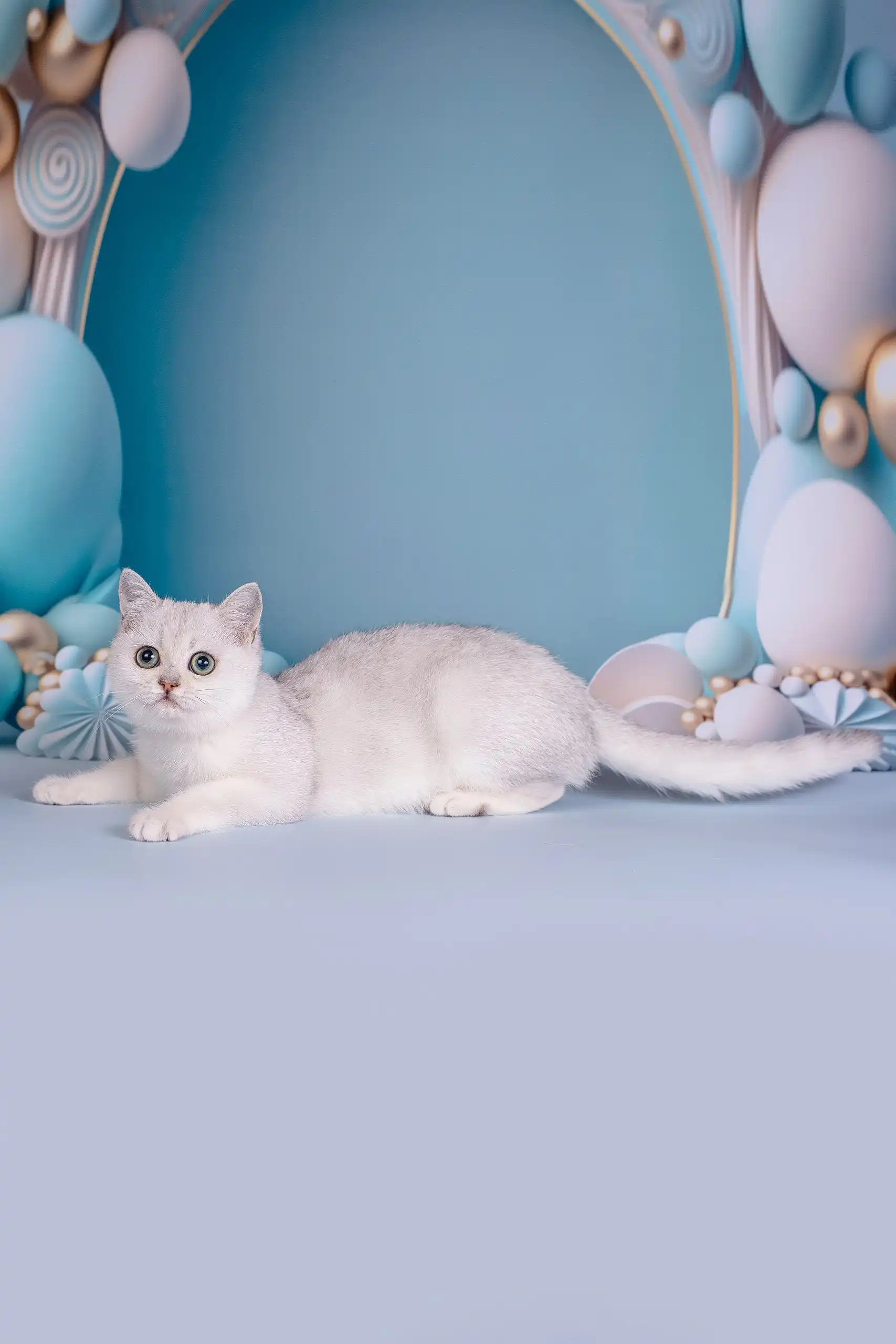 Dakota | British Shorthair Kitten - Image 3
