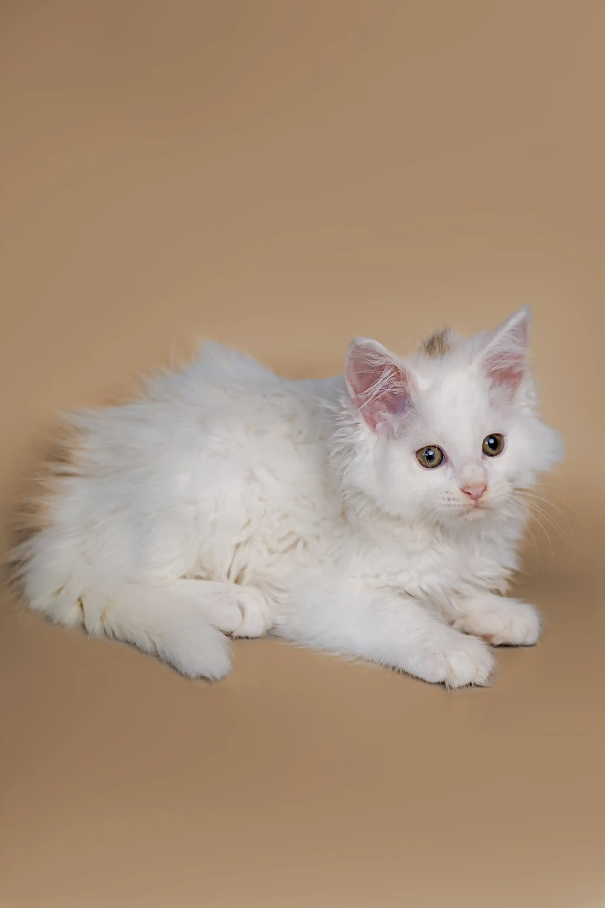 Dakota | Maine Coon Kitten - Image 6