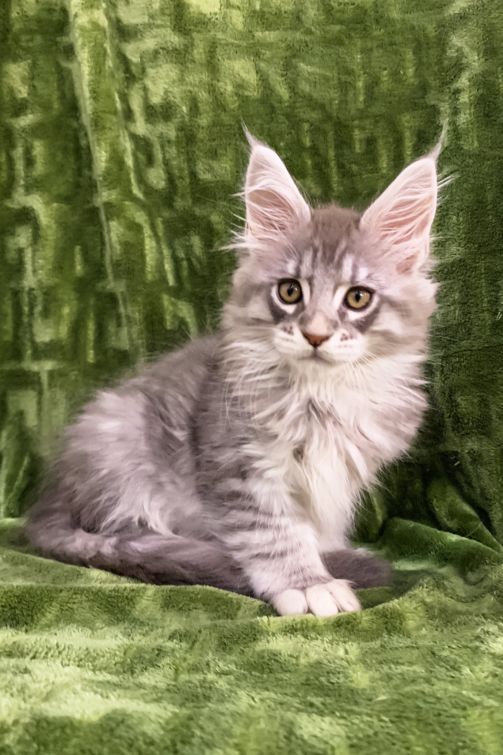 Dallas | Maine Coon Kitten - Image 3