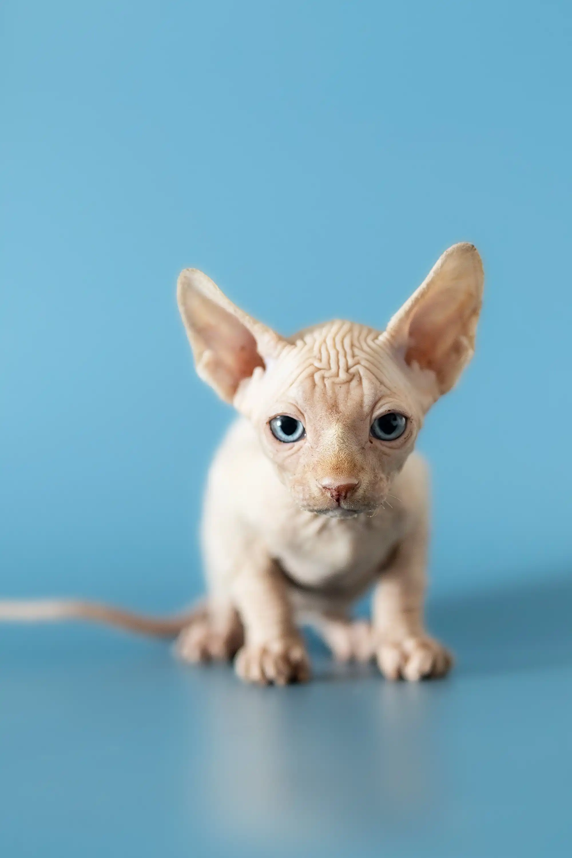 Damon | Canadian Sphynx Kitten - Image 2