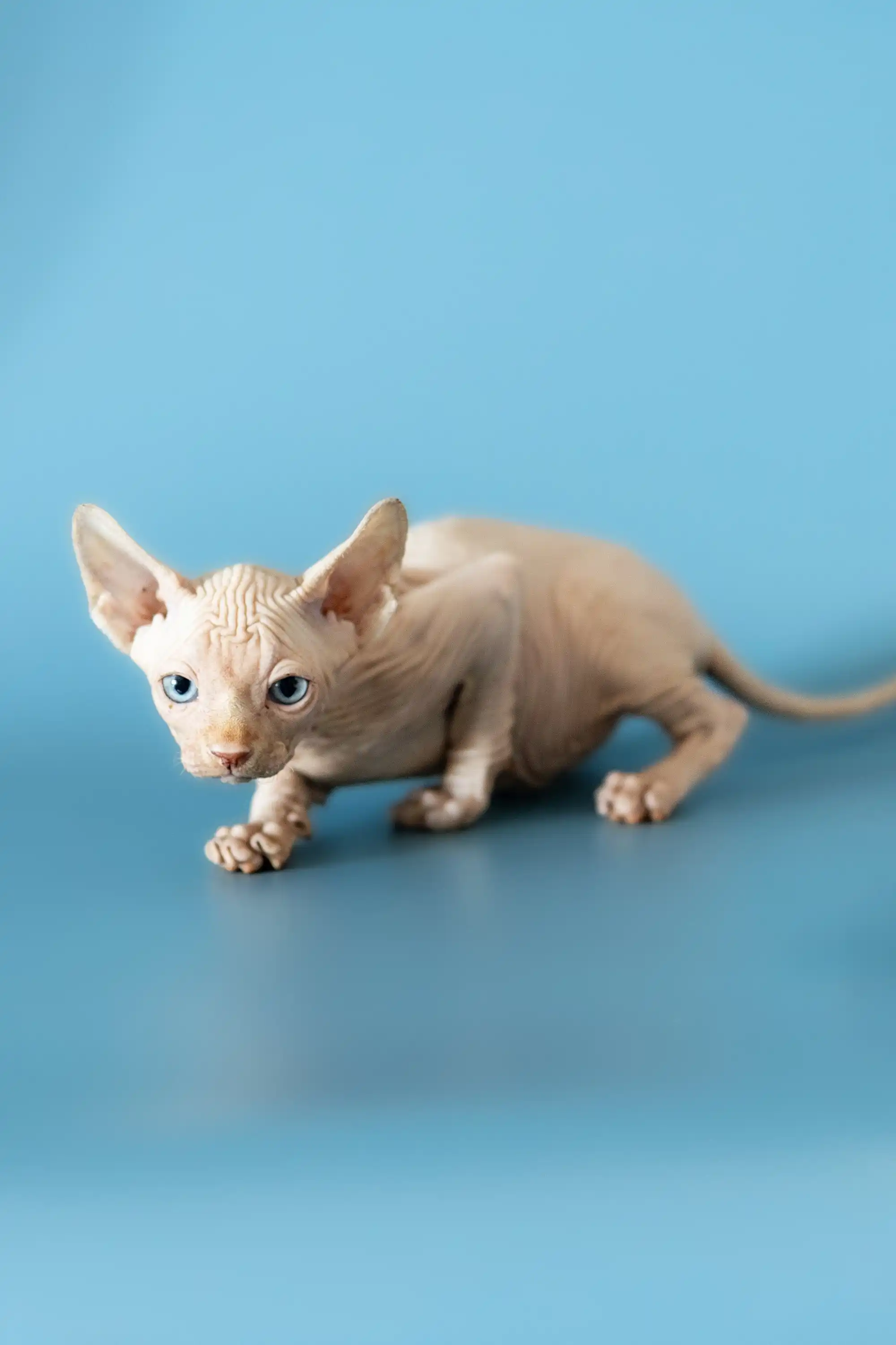 Damon | Canadian Sphynx Kitten - Image 5