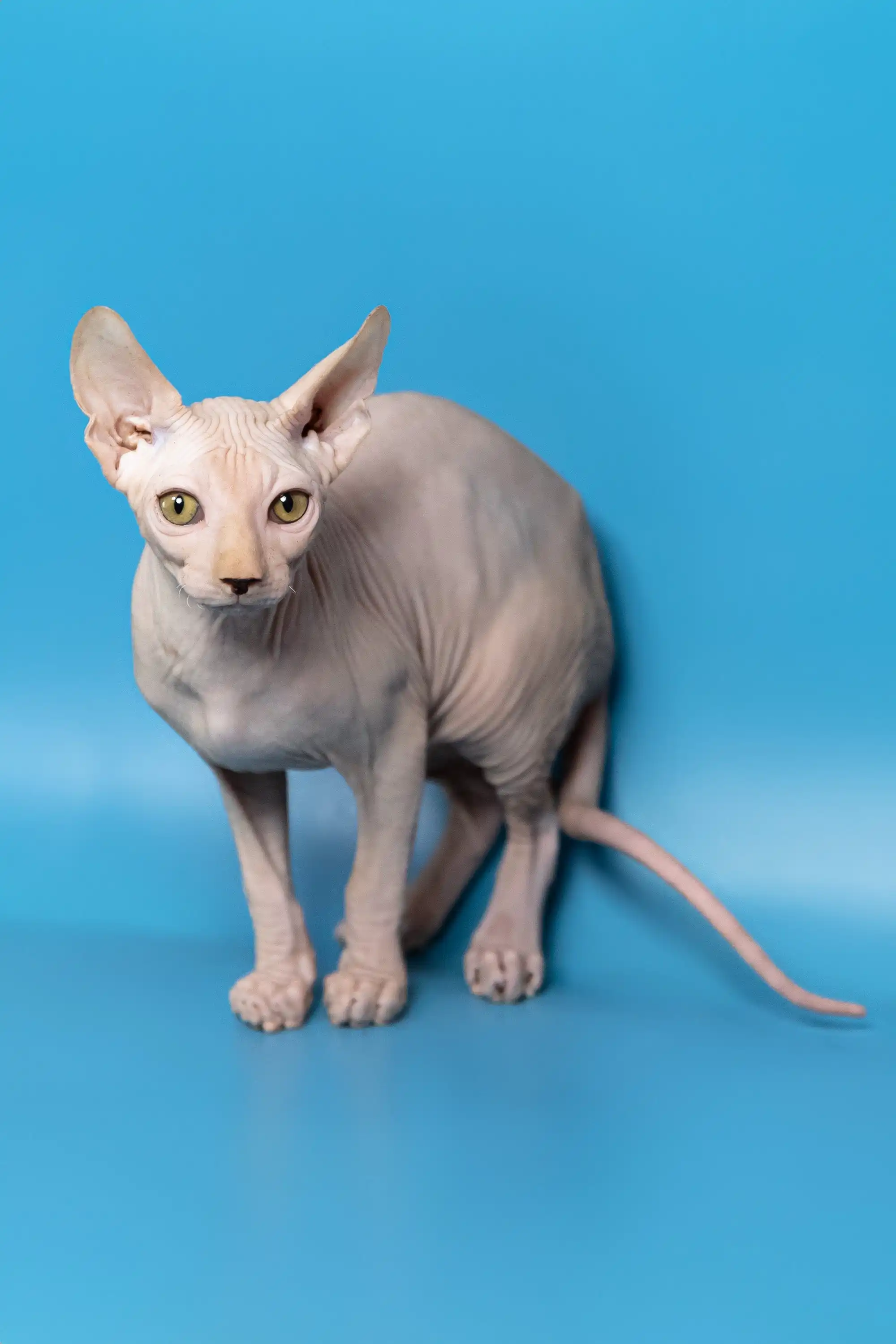 Dan | Canadian Sphynx Kitten - Image 3