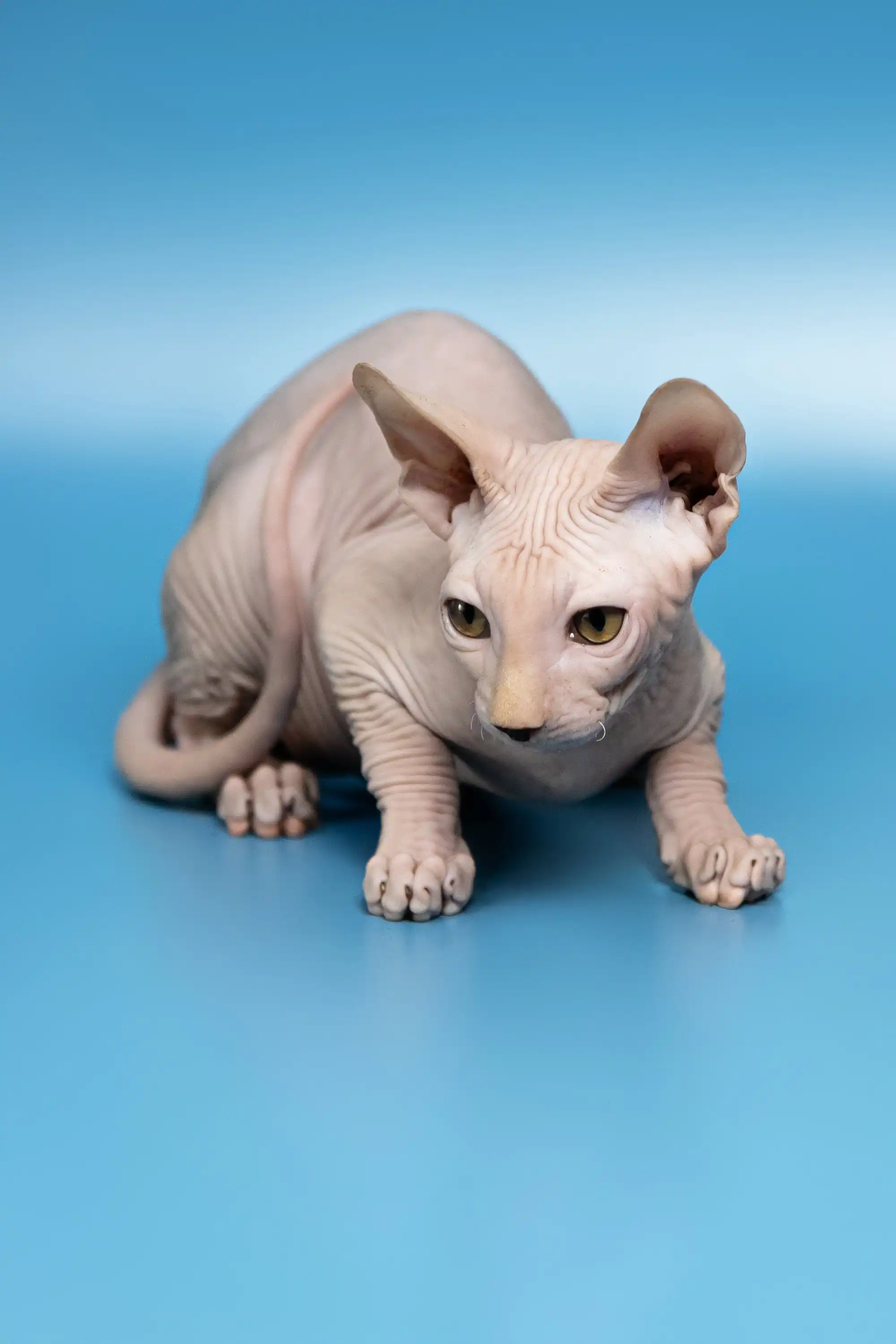 Dan | Canadian Sphynx Kitten - Image 9
