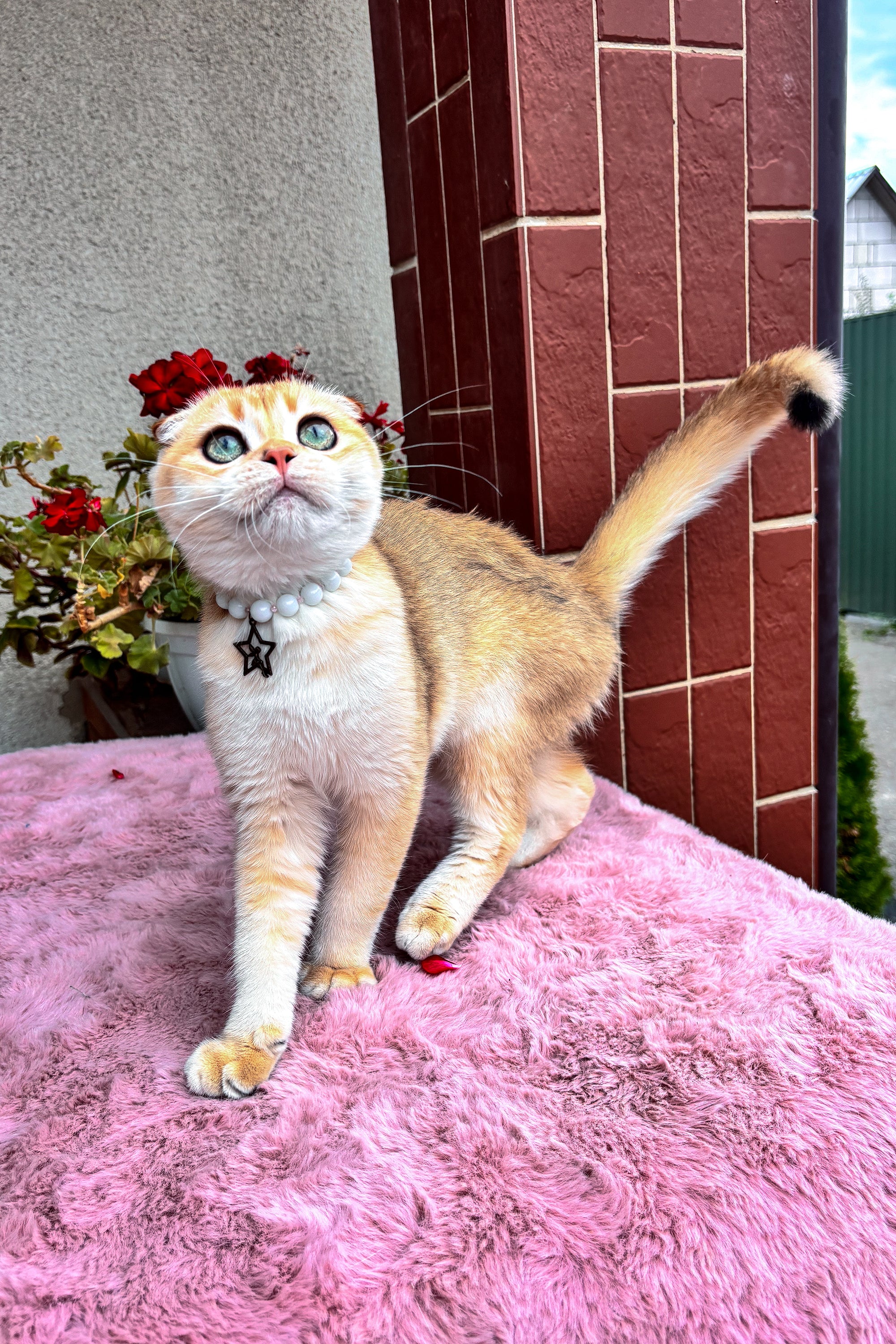 Dan | Scottish Fold Kitten - Image 11