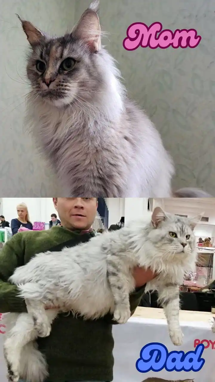 Dana | Maine Coon Kitten - Image 2