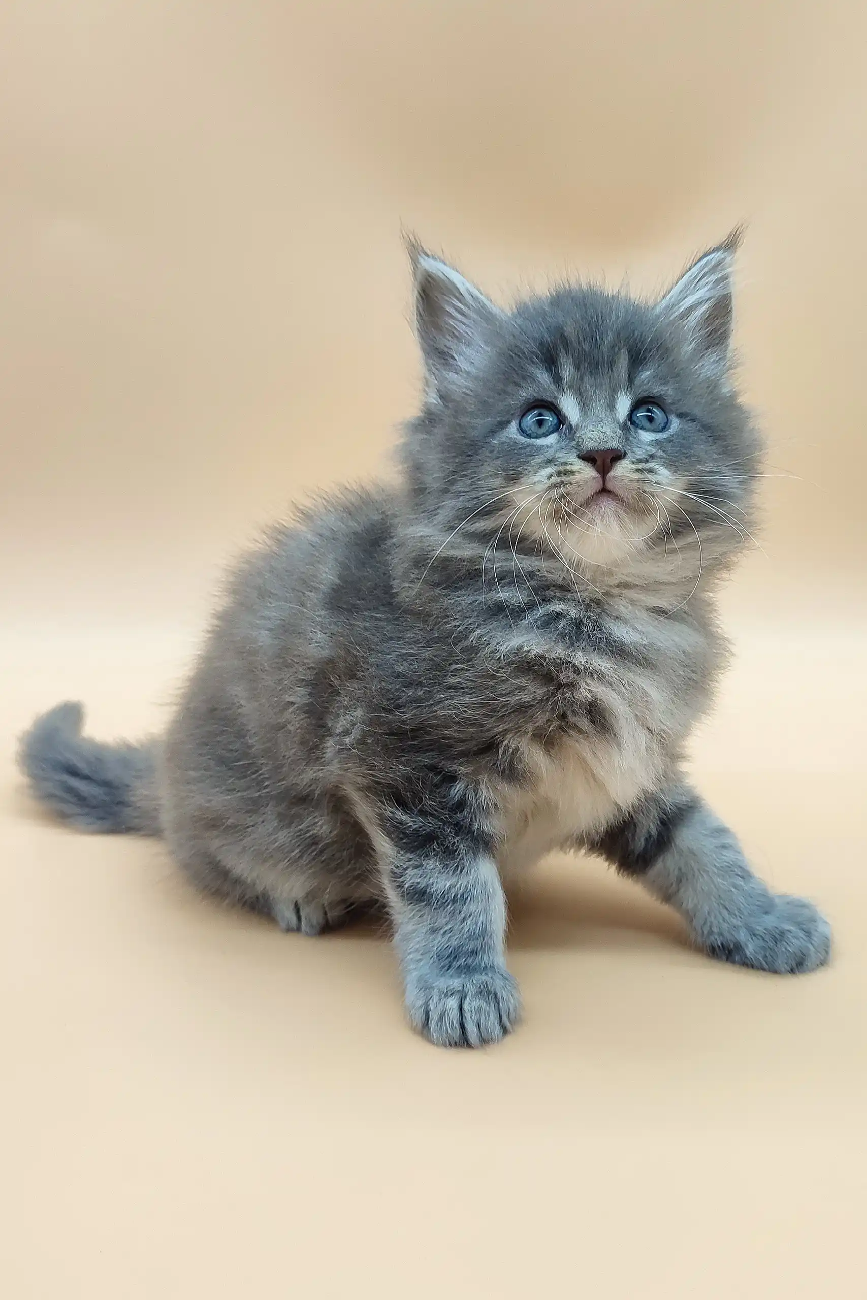 Danny | Maine Coon Kitten - Image 7