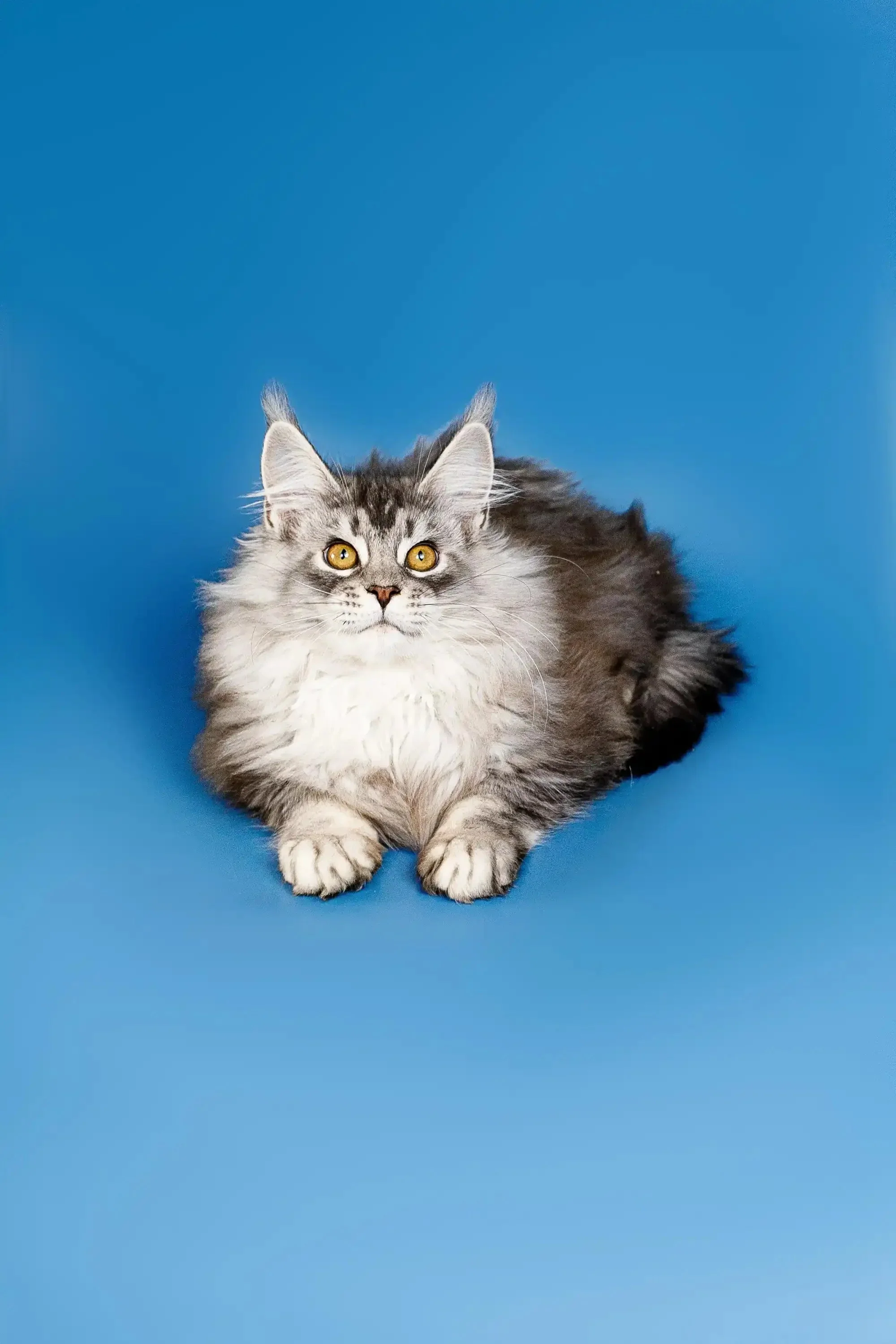Dante | Maine Coon Kitten - Image 12