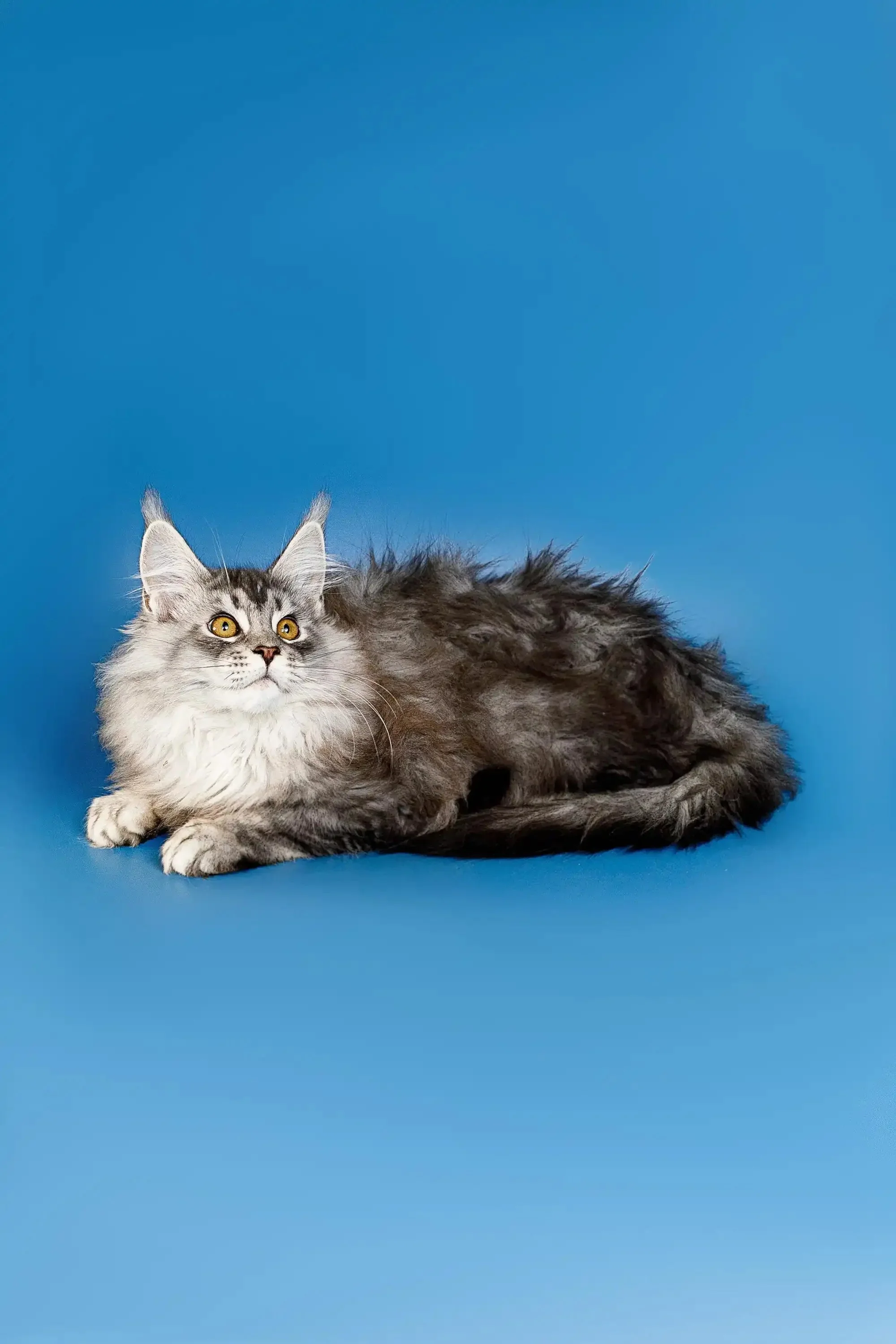 Dante | Maine Coon Kitten - Image 14