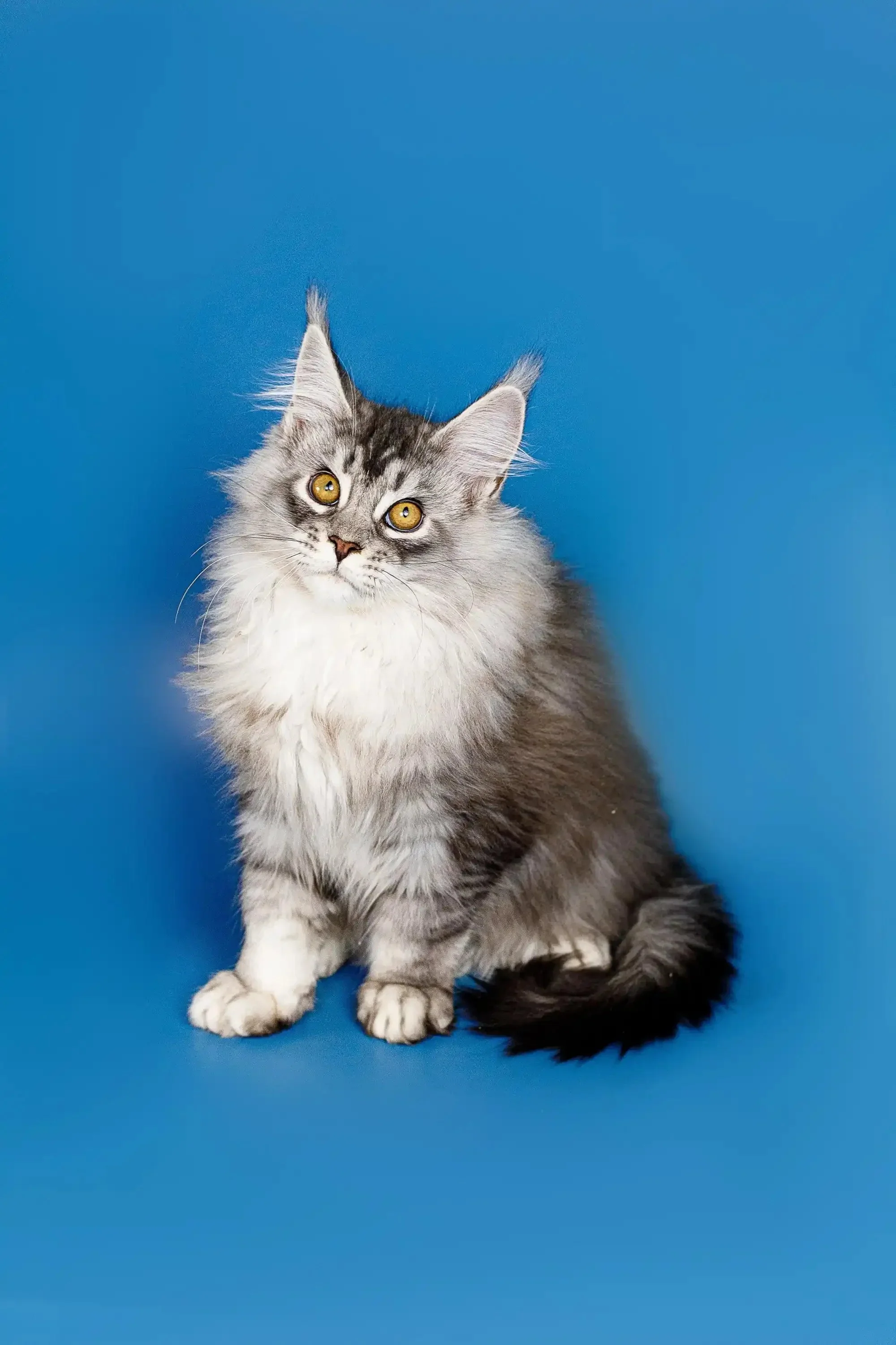Dante | Maine Coon Kitten - Image 17